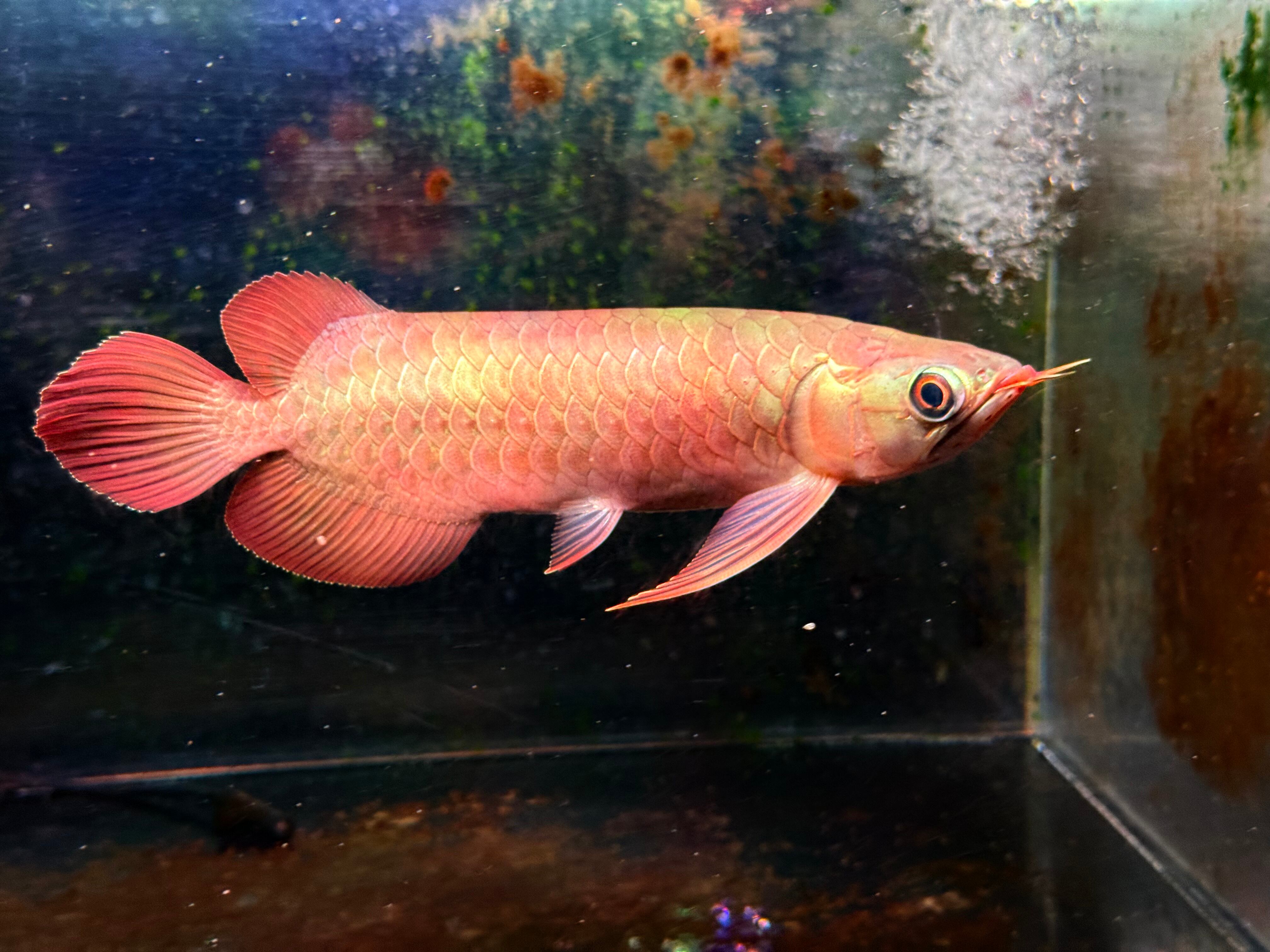 G08② ダトニオ両側フォークバンド 16㎝前後 おとひめ食べます