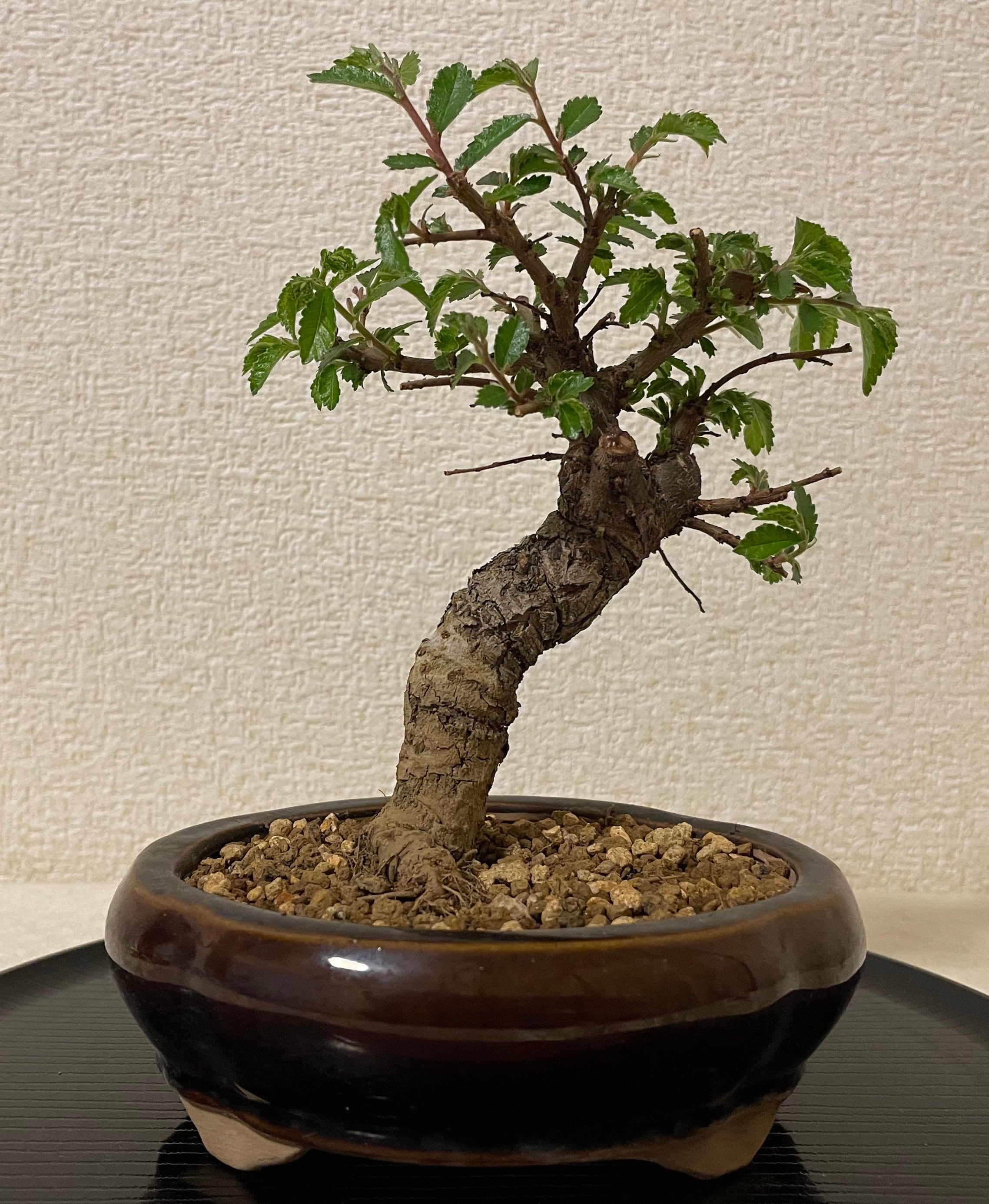 樹齢40年 三河黒松盆栽 中品盆栽 【公式通販】