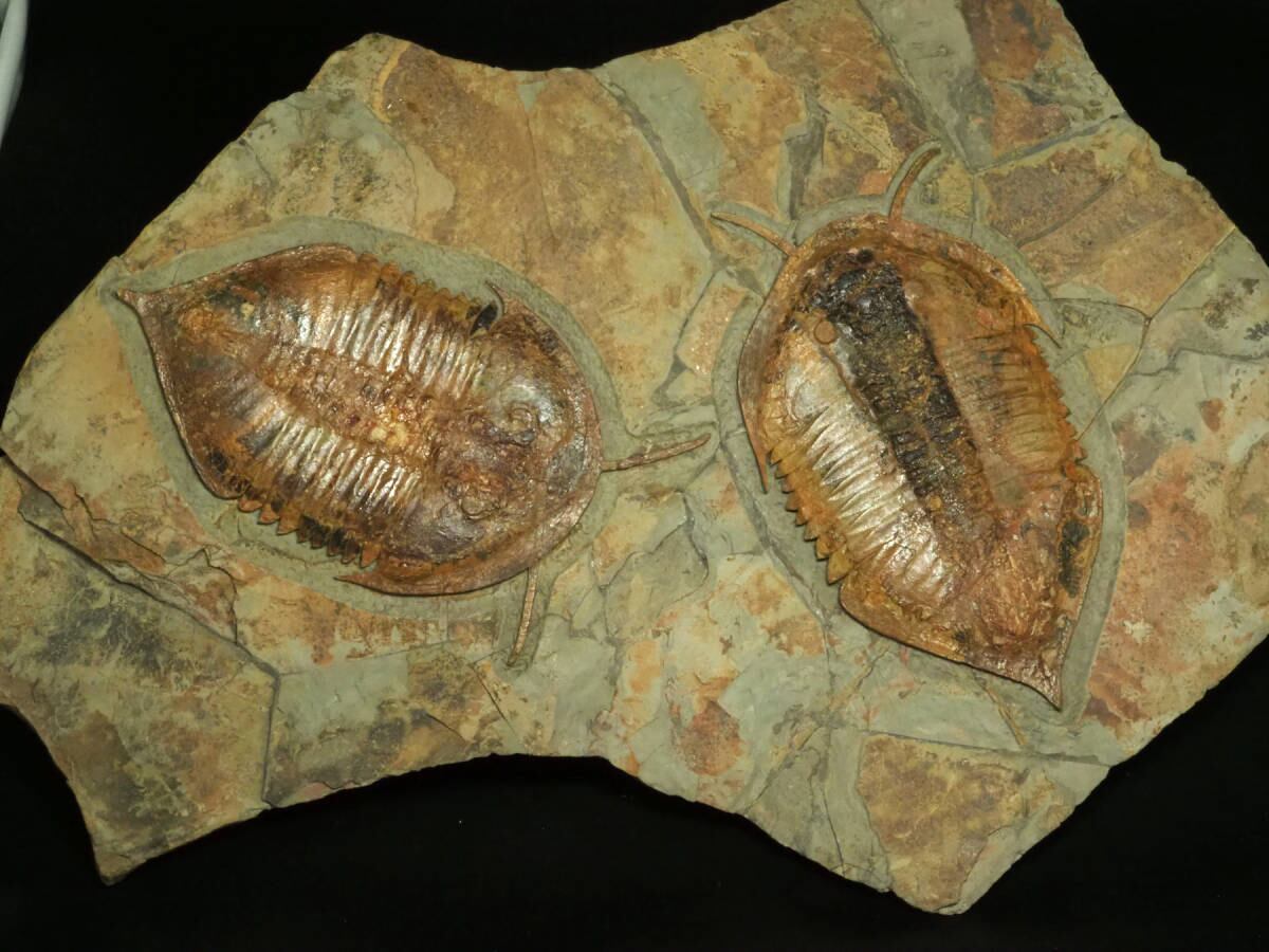 2匹w超大型プレート！触覚！三葉虫【Megistaspis hammondi】【5970g