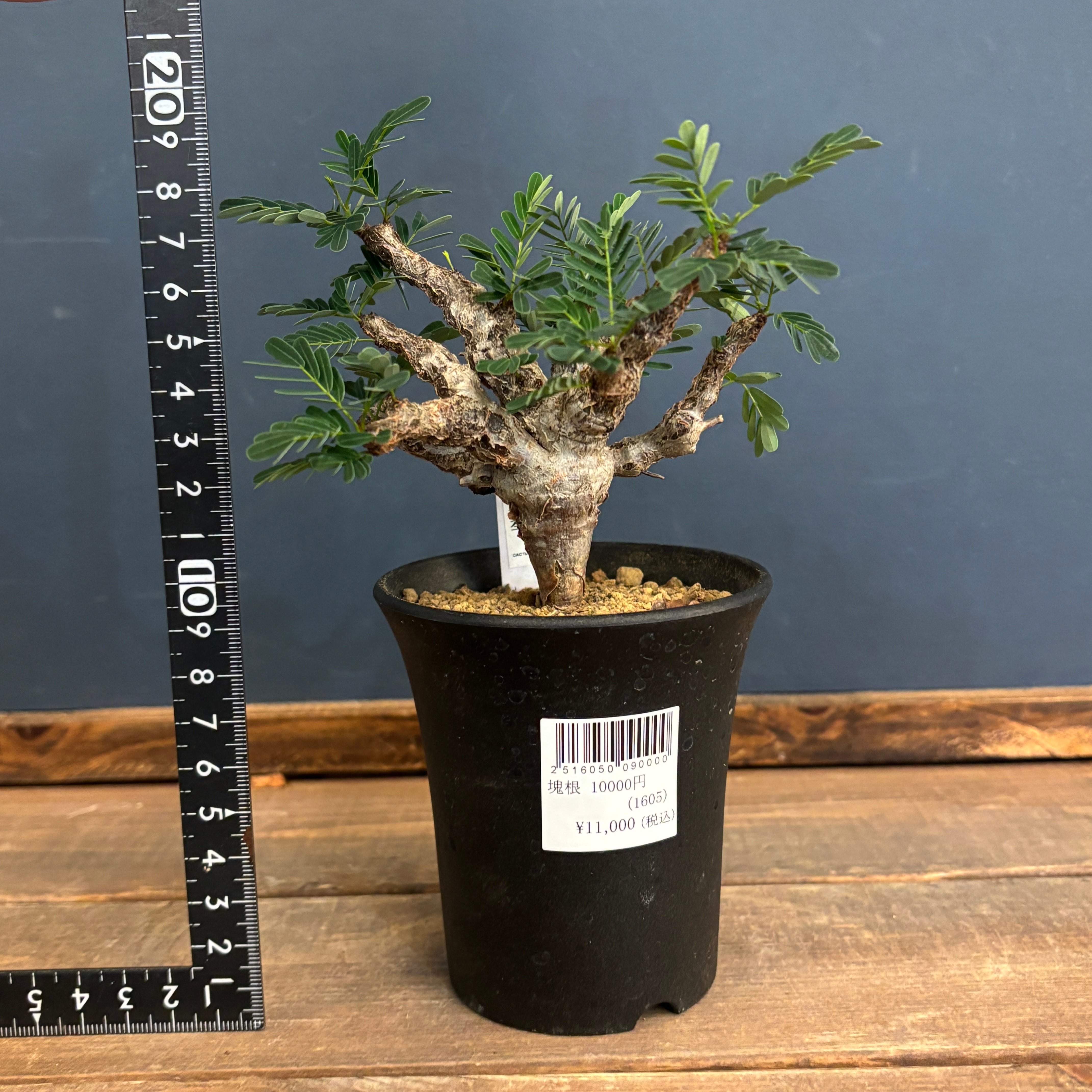 センナ メリディオナリス【352】 | PROTOLEAF プロトリーフ