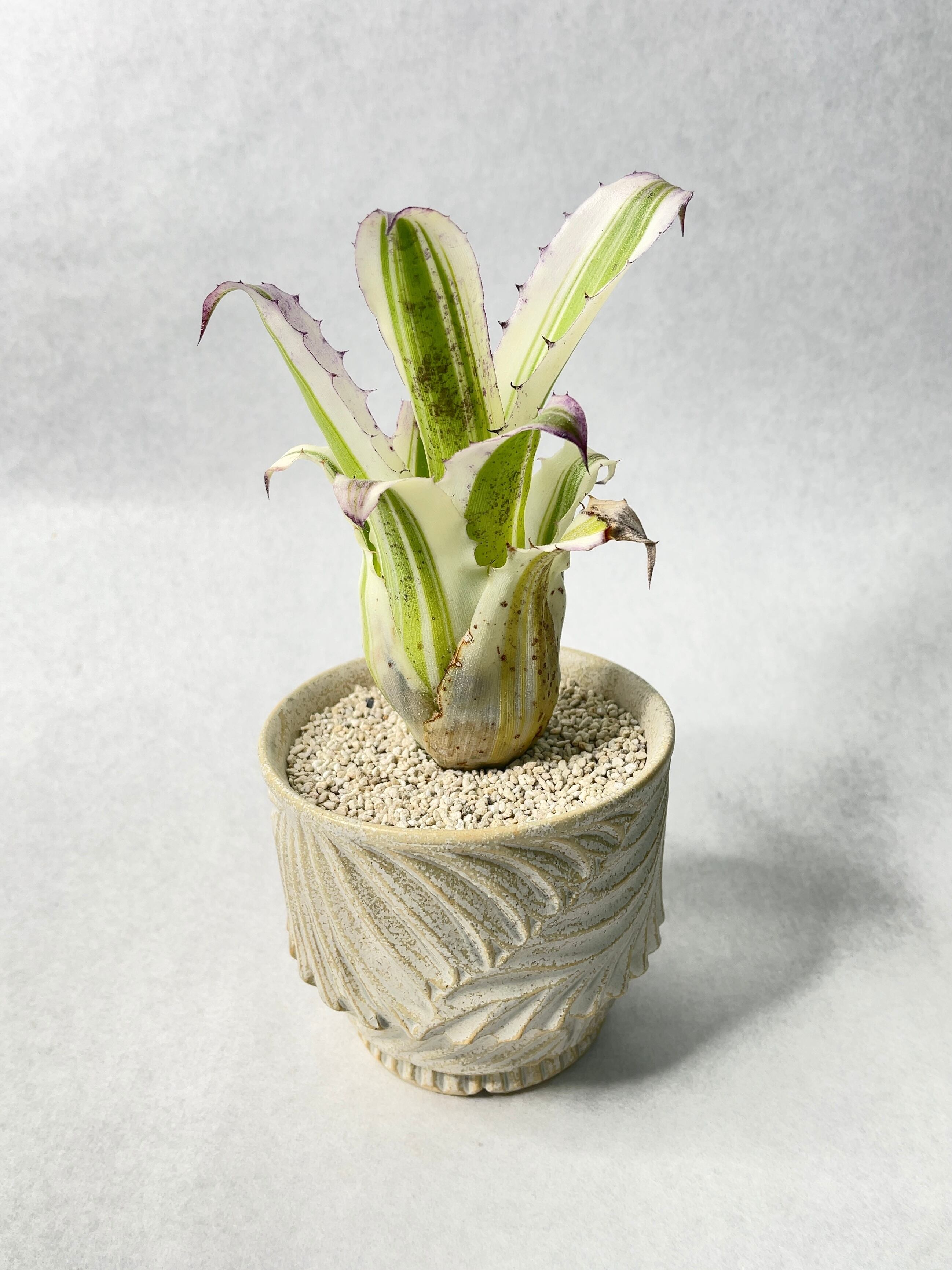 ホヘンベルギア・カーラ | trigger