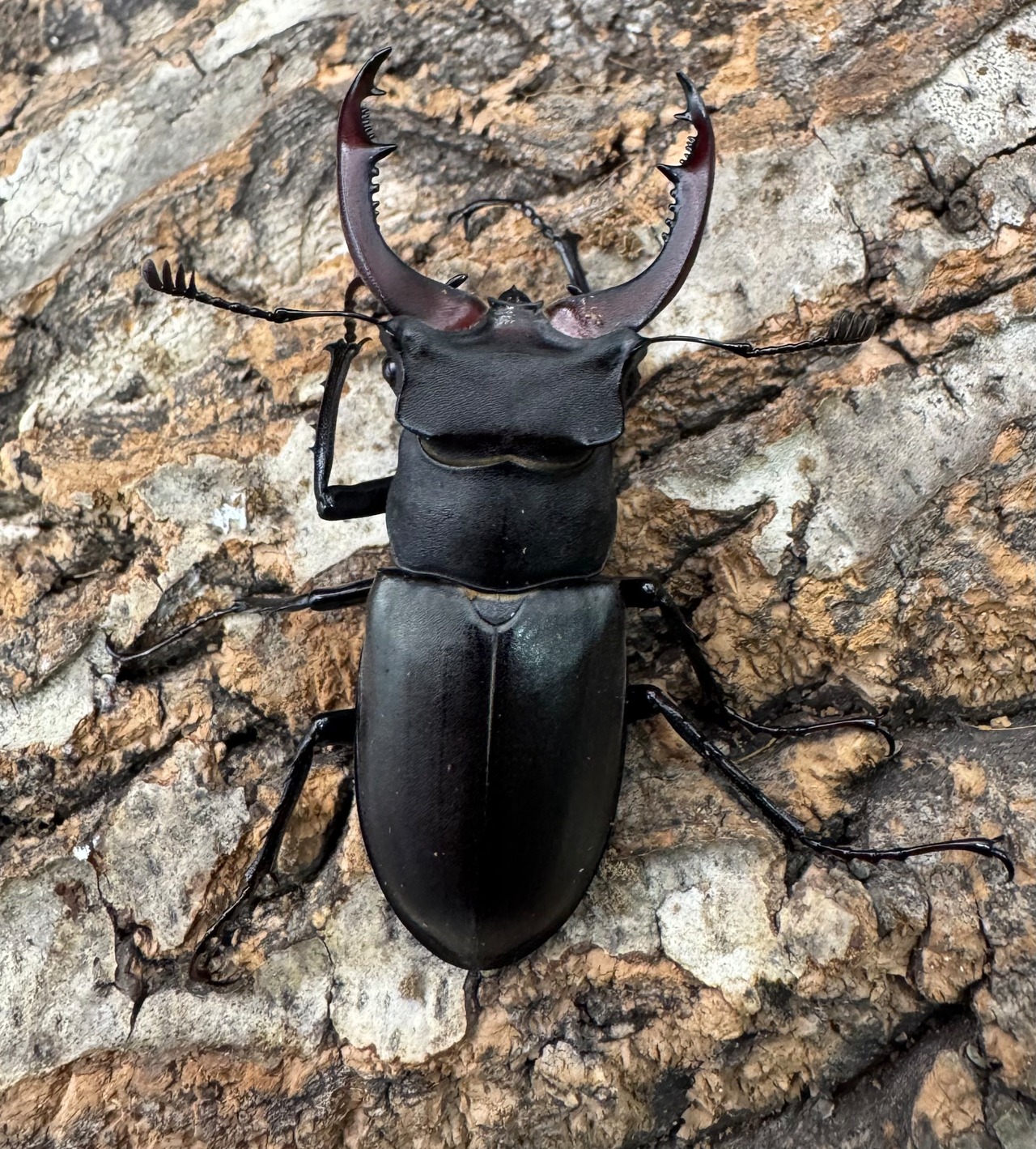 《ユダイクスミヤマ 60mm ペア》