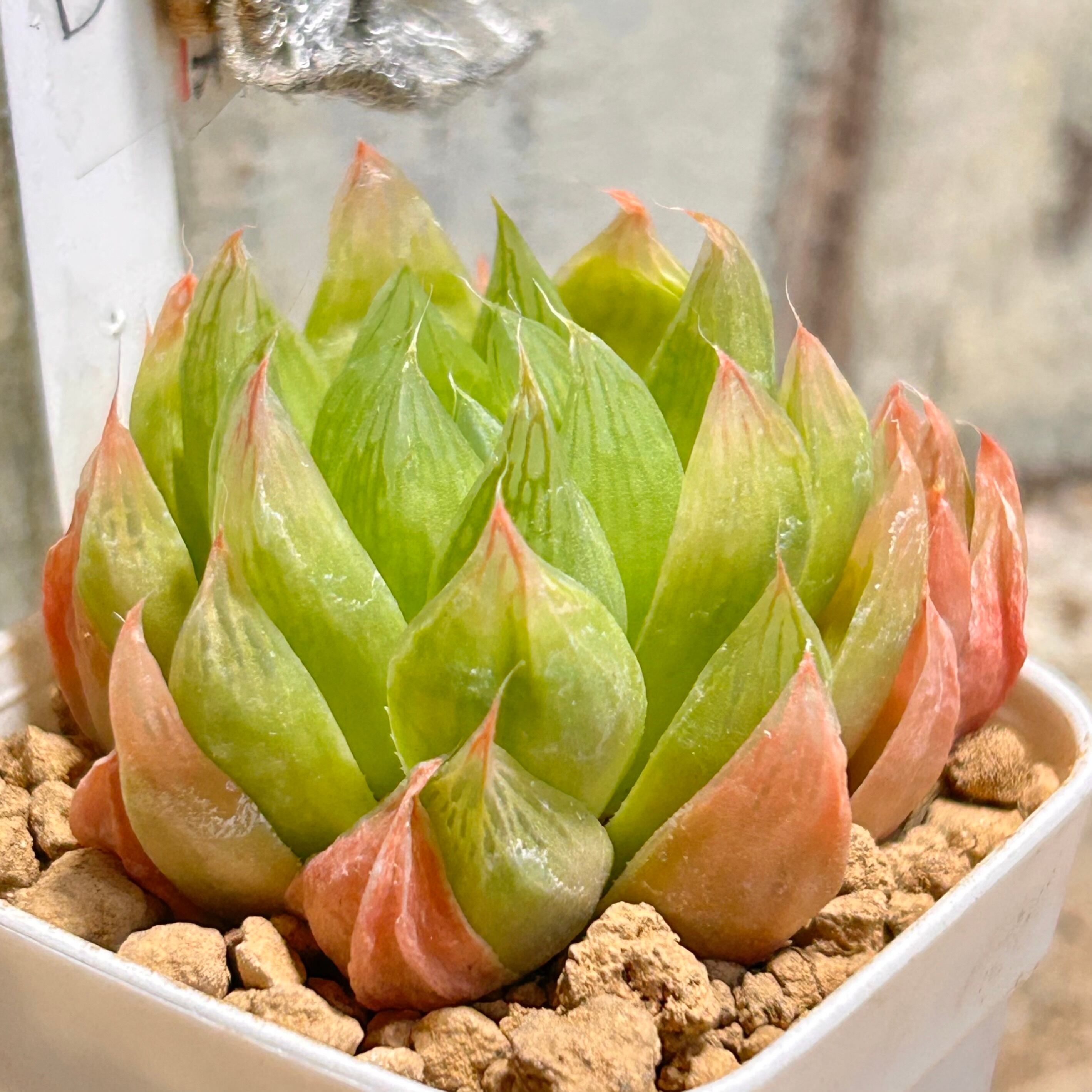 T)白鳳錦(アエオニウム) | RuPo 多肉植物専門店