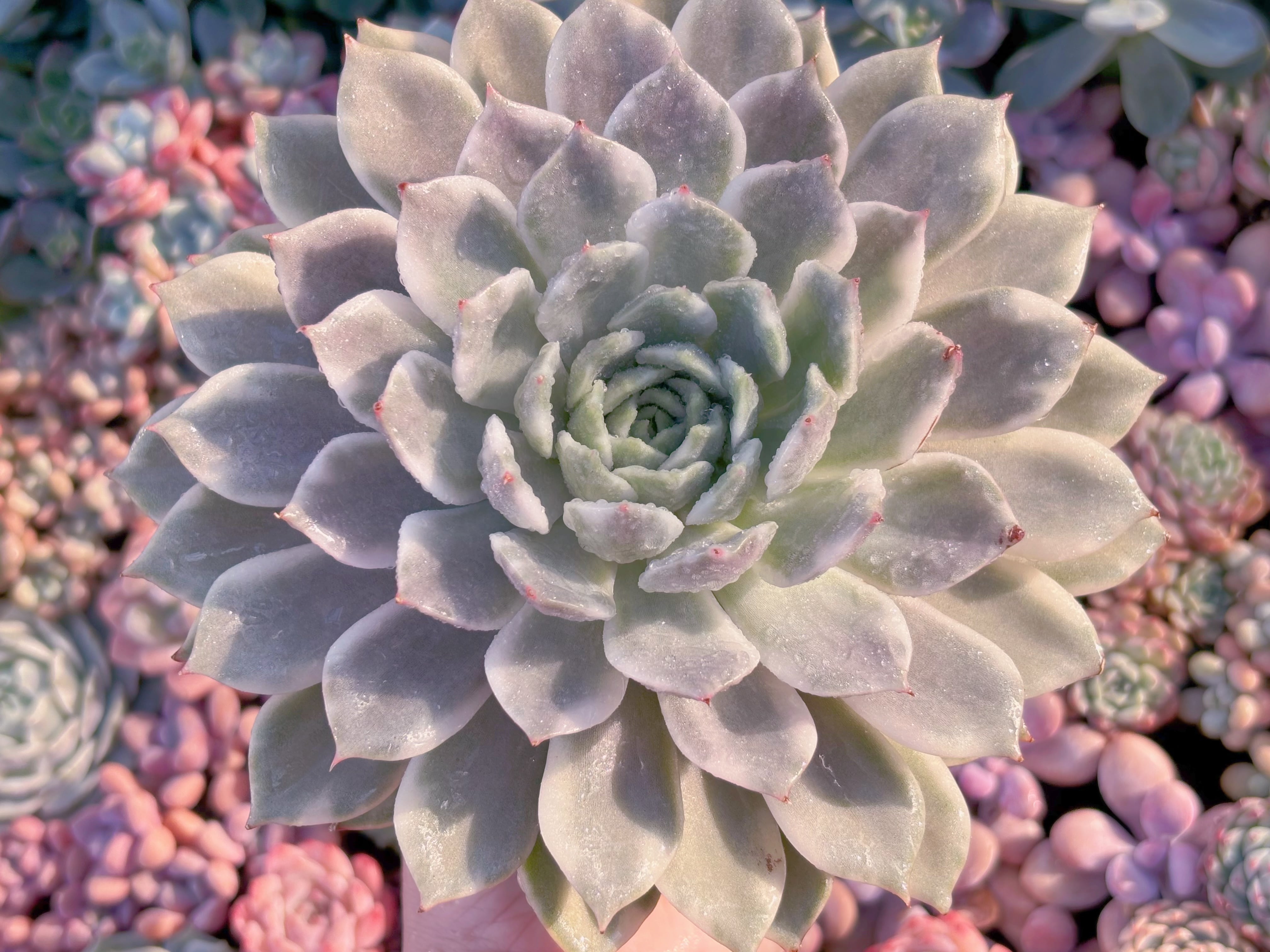 現品　Echeveria 'Pink Erica' Variegated#K028　極美　大苗　るる農園