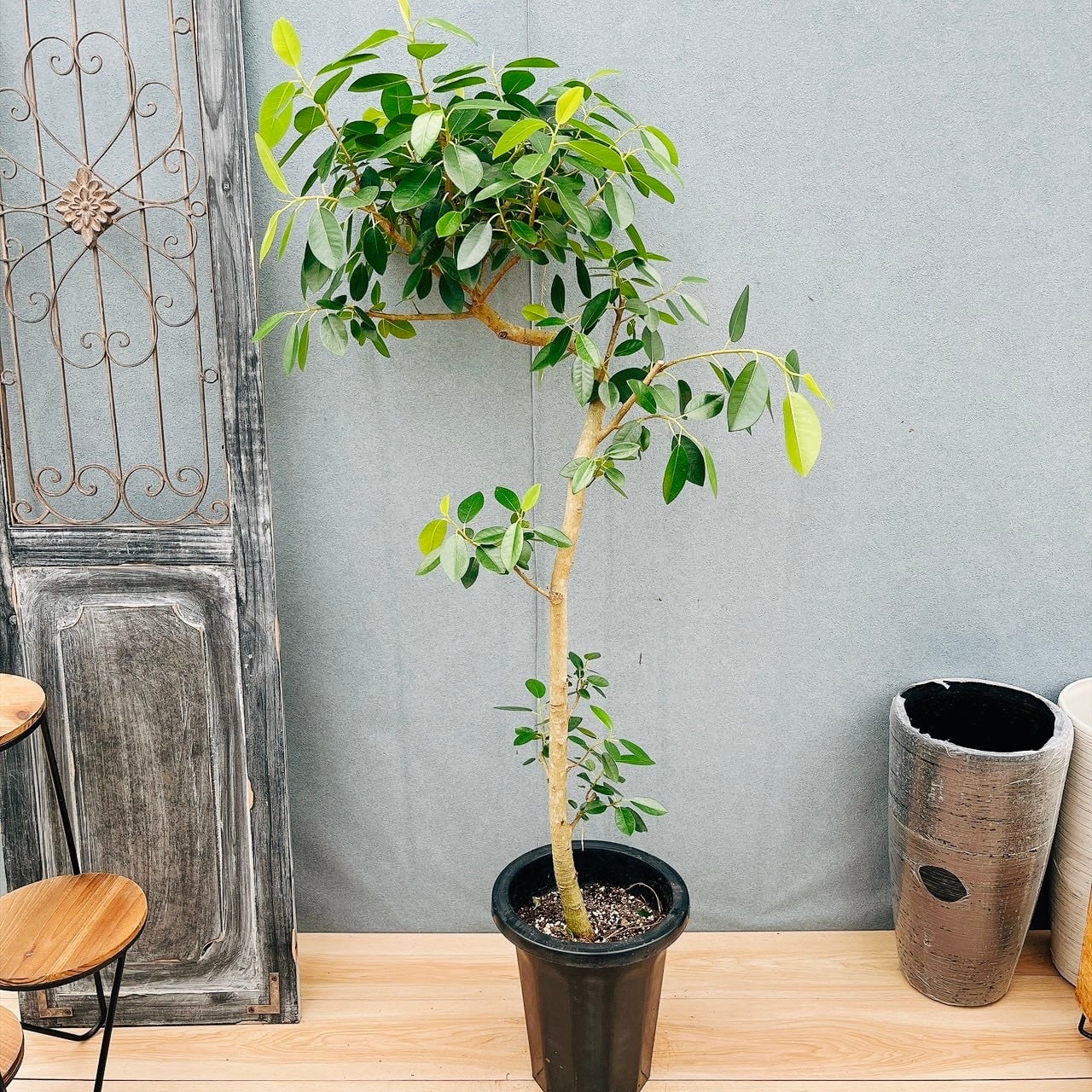 現品］6番 フィカス ウンベラータ 曲がり 8号 観葉植物 室内 ゴムの木