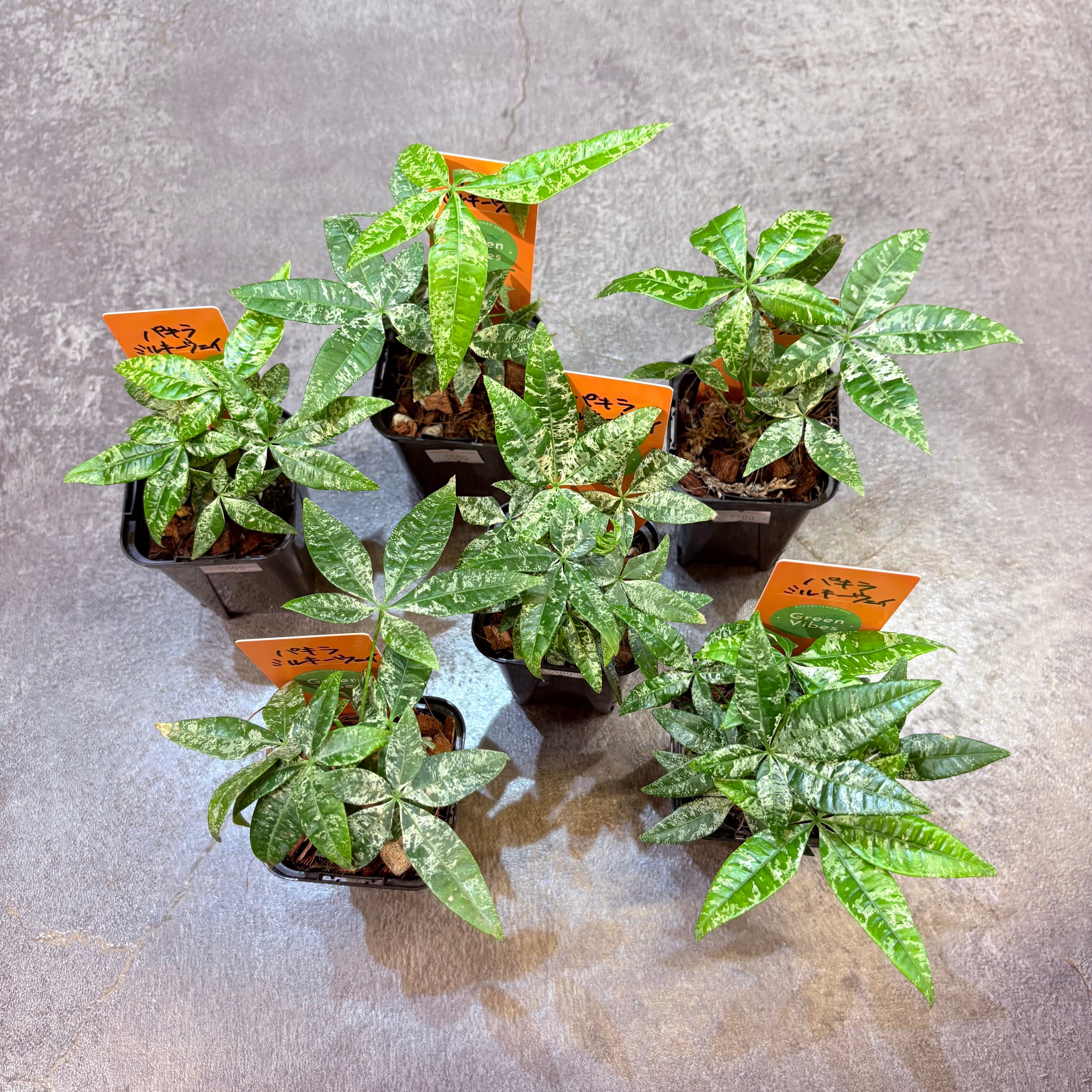 №５３５９ 宅配便パキラミルキーウェイ パキラ ミルキーウェイ実生 2.5号 | Green Vibes 宇都宮市の観葉植物専門店