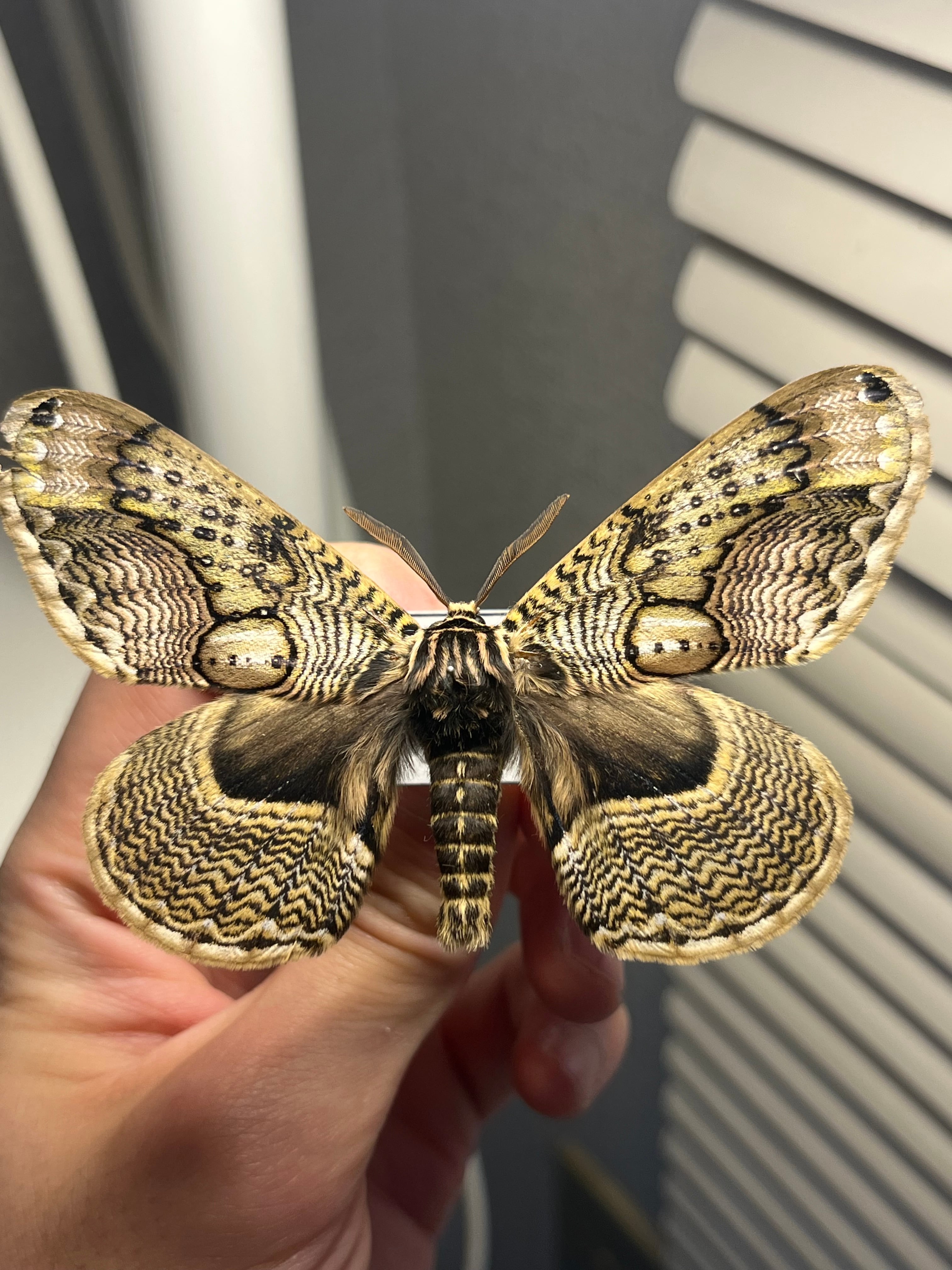 【LAST個体】ピカソモスタナバタユタカヤガ蛾ルナモスミズアオモルフォチョウアゲ イボダガ 蝶標本 ピカソモスタナバタユタカヤガ蛾ルナモスミズアオ