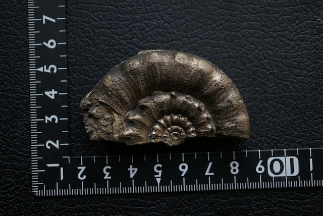 イギリス産黄鉄鉱化アンモナイト  Pyritized Ammonite 1898