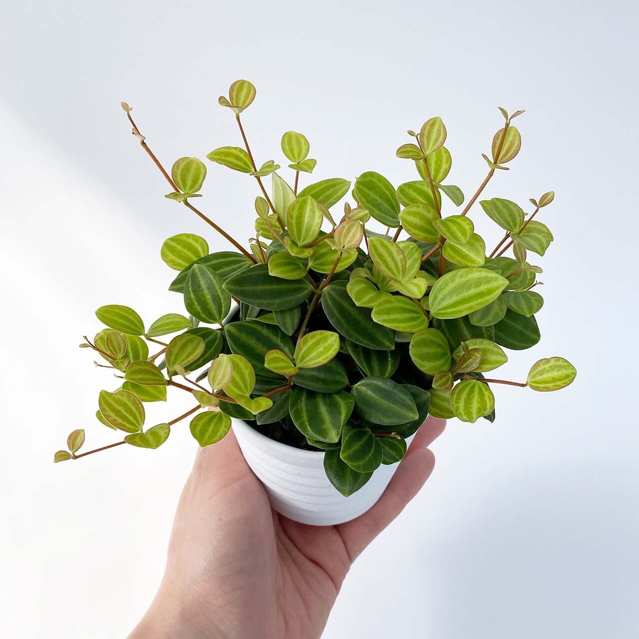 ２６ ペペロミア アングラータ Inakougei イナコウゲイ 観葉植物 鉢 多肉 猫用品