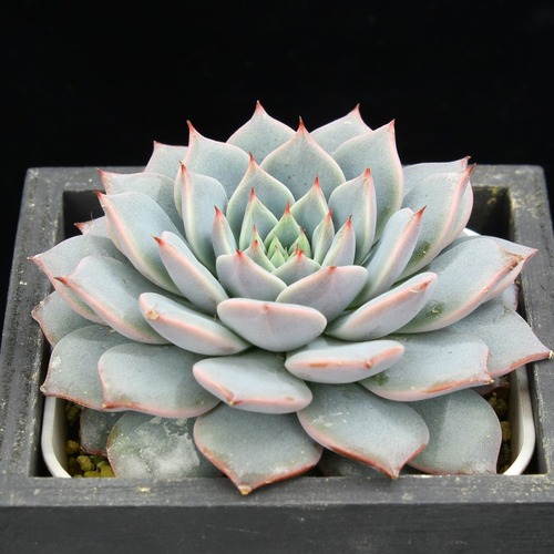 ピンウィール×クスピダータサンロベルト（実生）01