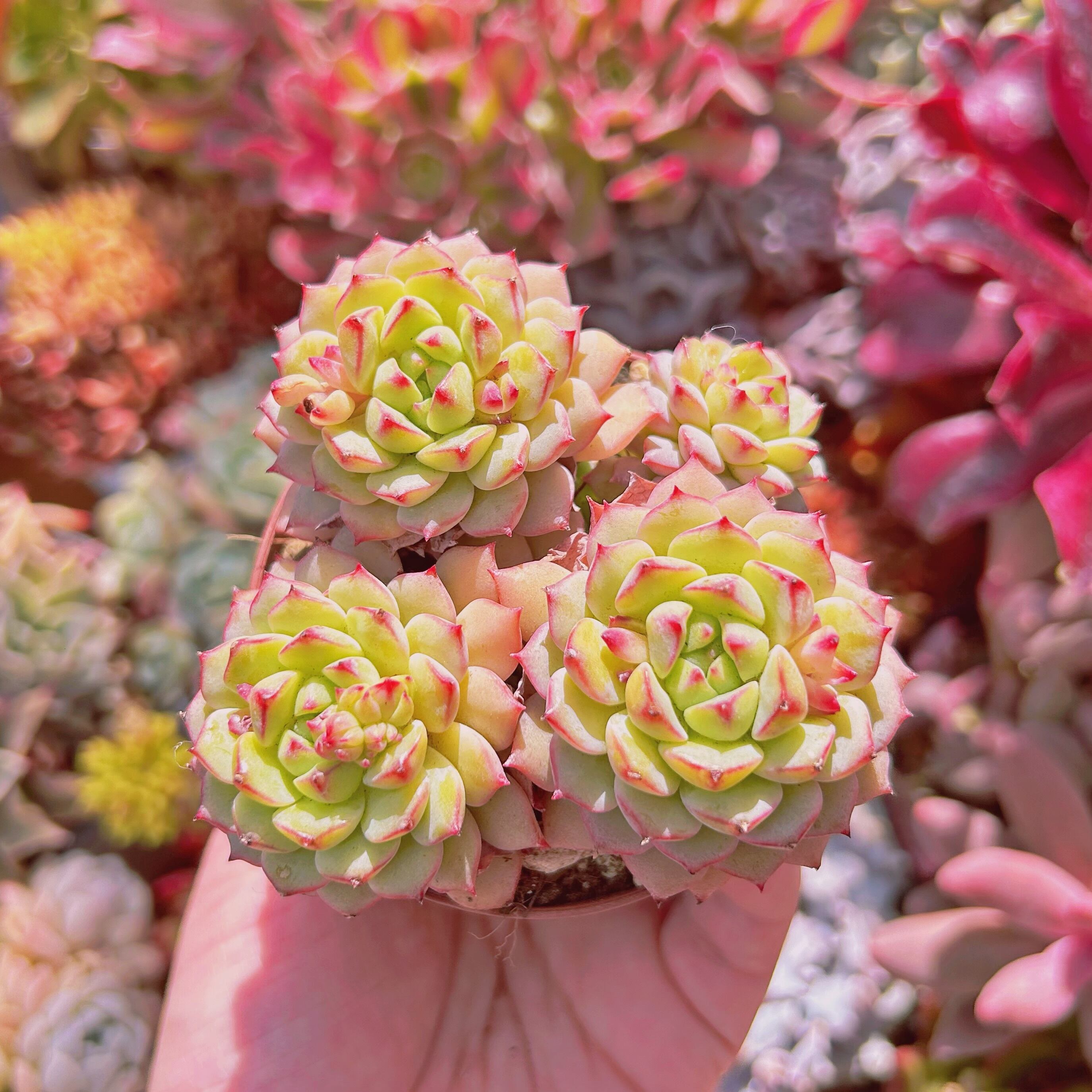 多肉植物　パンダフェス　3～5頭　大群生