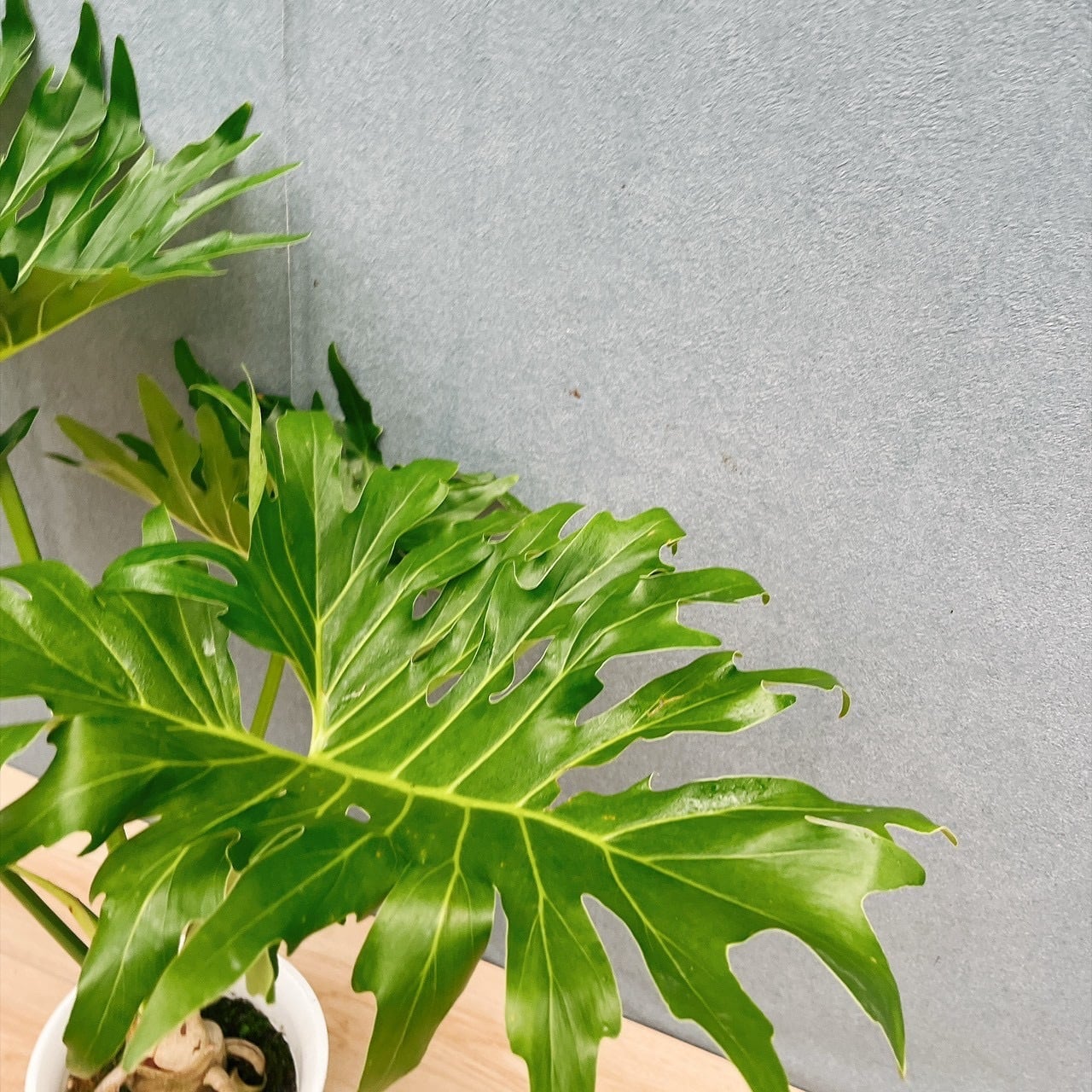 ［現品］1番　フィロデンドロン　セローム　幹上がり　6号　観葉植物　室内　人気 現品］H フィロデンドロン セローム 幹上がり 6号 観葉植物 室内
