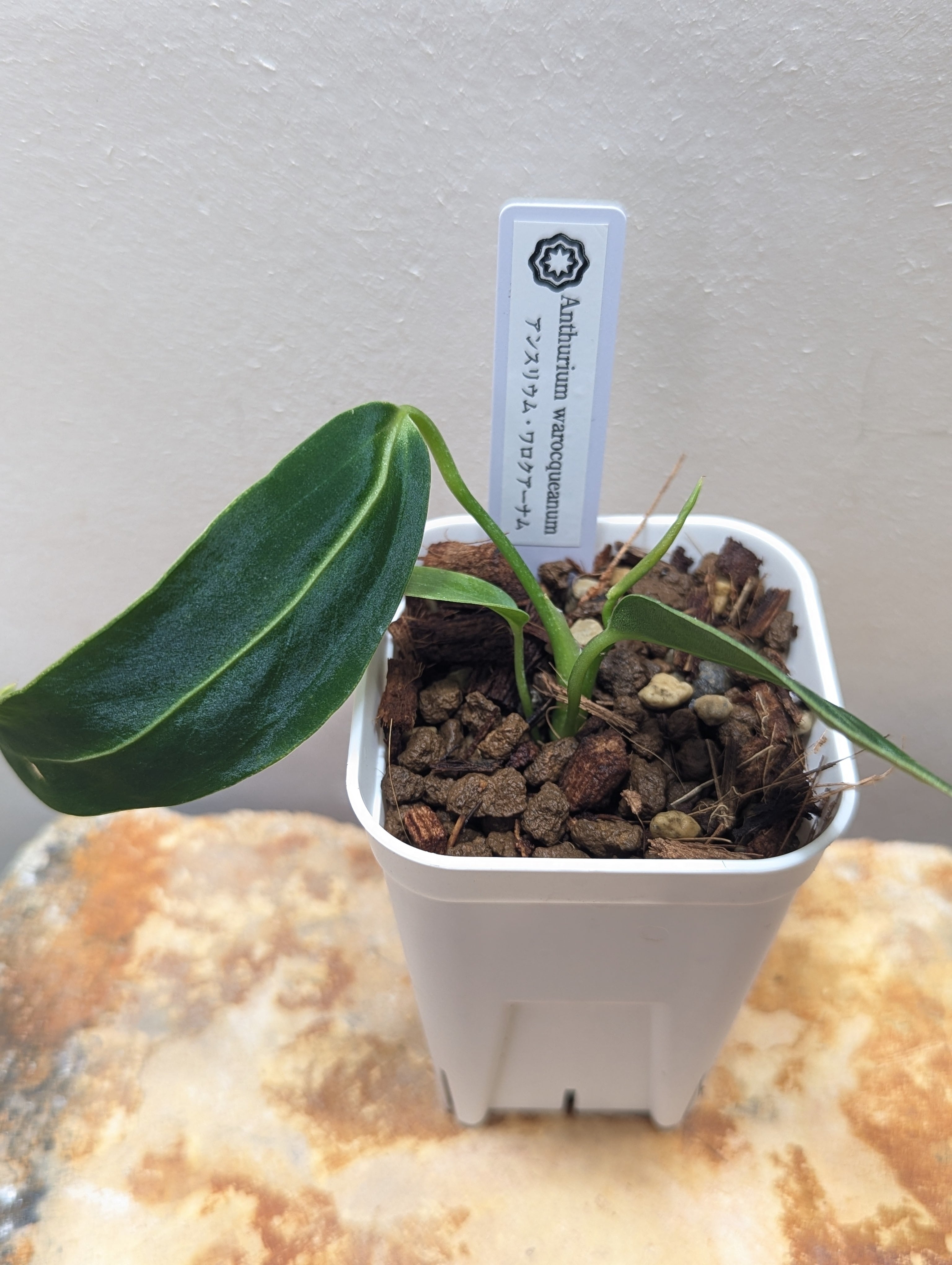 アンスリウム・マグニフィカム 6号 | GREEN Road 植物とパワーストーンの店