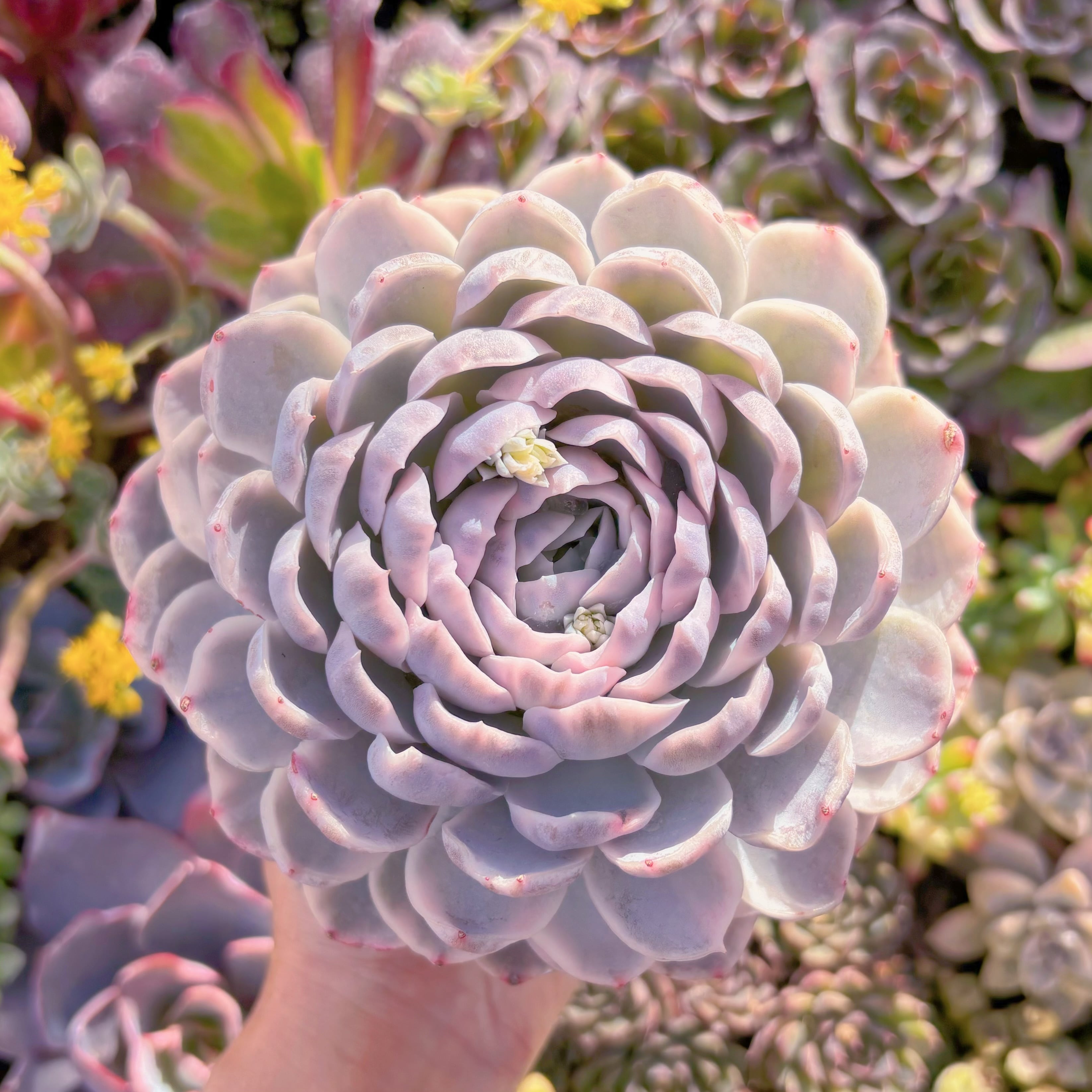 現品　スノーボール錦#A039　大苗　在庫僅少　新入荷　るる農園