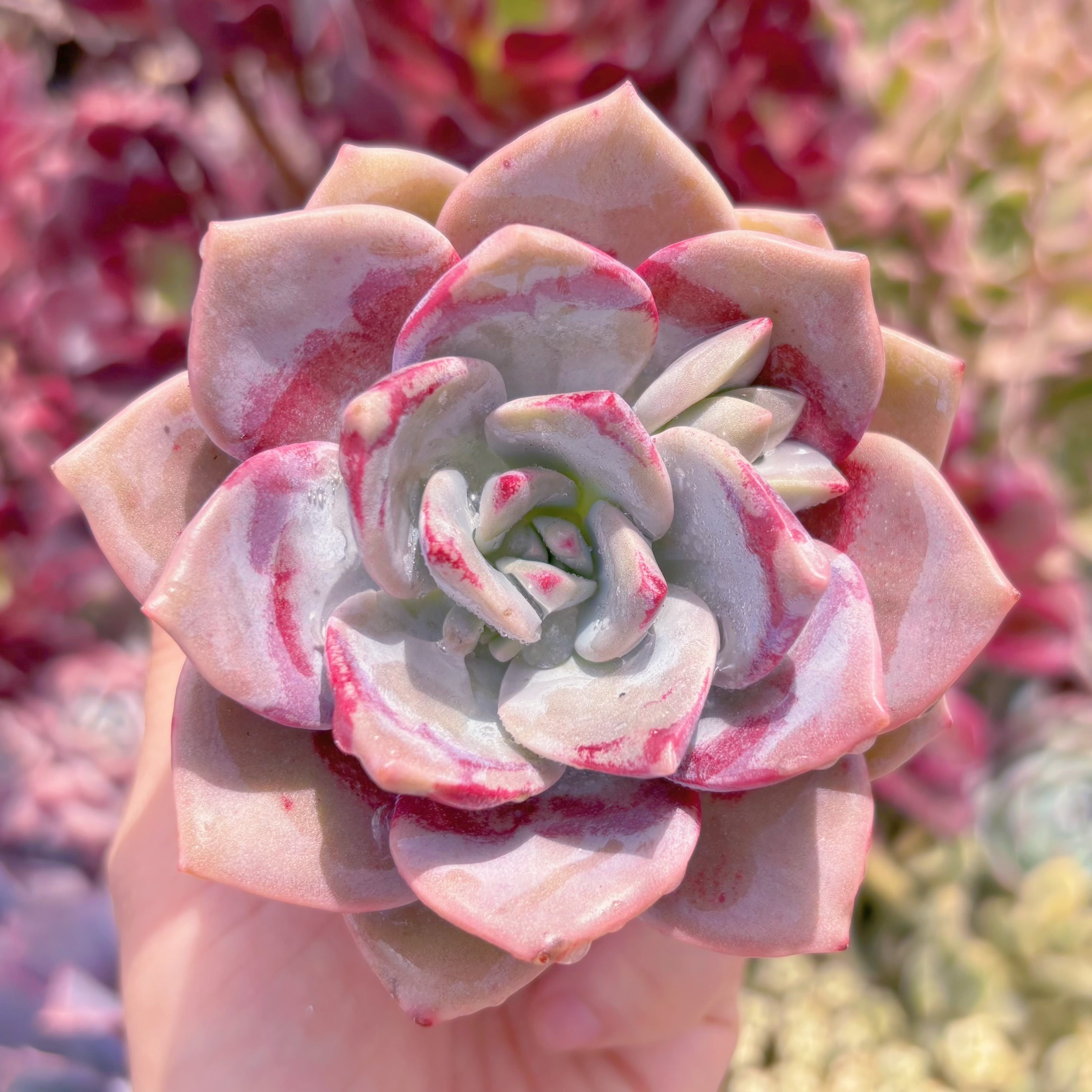 多肉植物　桜花雪　新入荷　るる農園