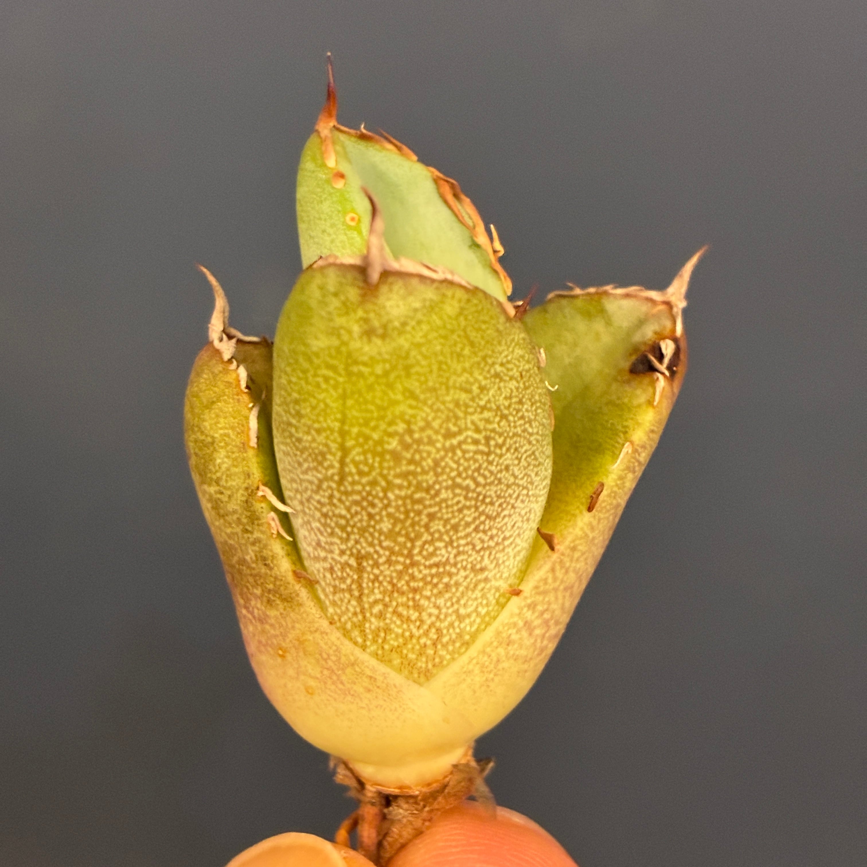 10%OFF対象】【CHAM】アガベ チタノタ クラウンイーグル | PROTOLEAF