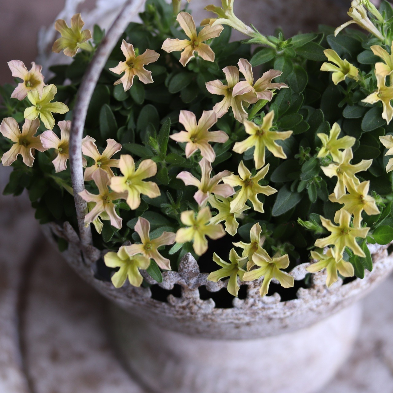 mondimanche ペチュニア　栄養系　Rin りん　イエローベージュ｜小さなお花　暑さ、雨に強く寄せ植えにオススメ