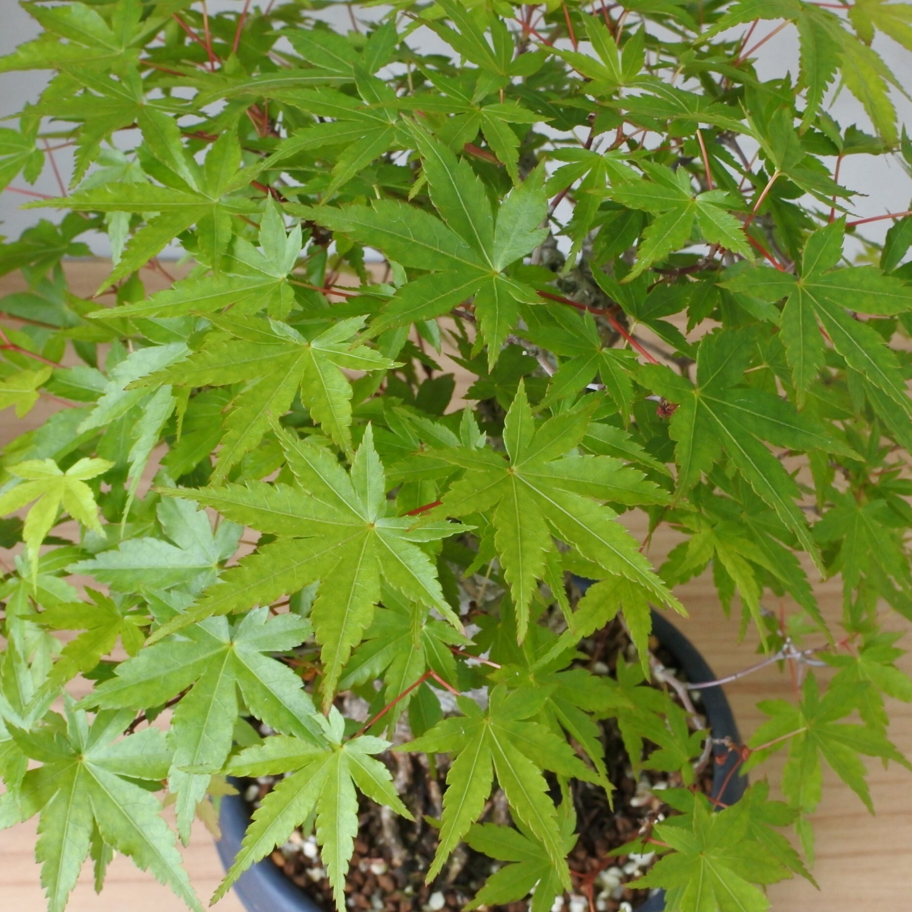 雑木盆栽】紅葉(モミジ・Japanese Maple) <M12> | Pay ID 雑木盆栽】紅葉(モミジ・Japanese Maple) <M12> | Pay ID