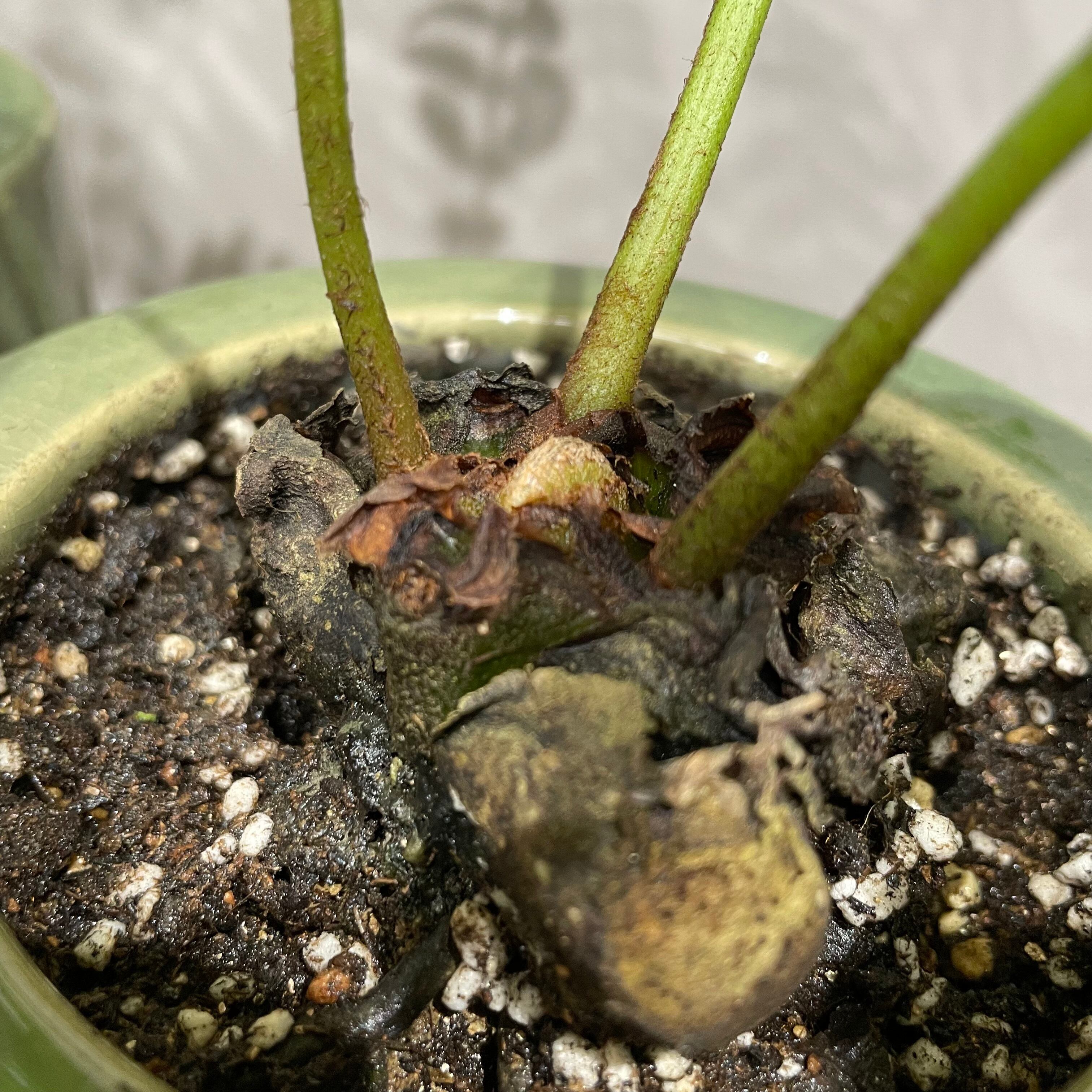 リュウビンタイ インテリアポット入り INORGANIC リュウビンタイ