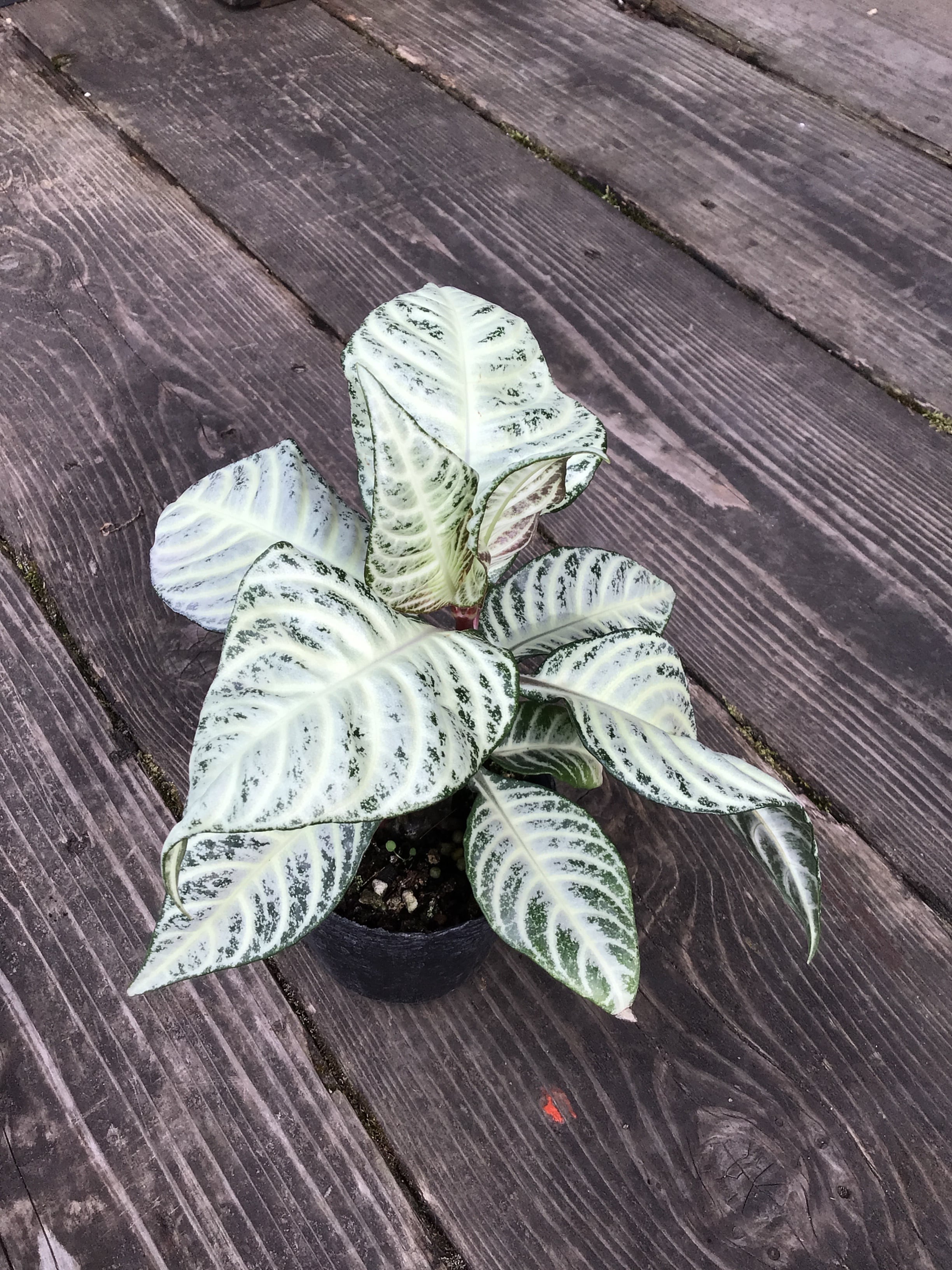 D アロカシア ニンジャ 抹茶ラテ | MIDORIYA 観葉植物専門店
