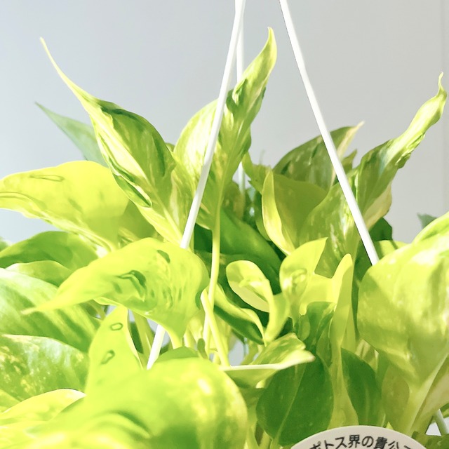 葉裏の凸凹が魅力 ポトス テルノエスプリ 登録品種 観葉植物 吊り下げ calm cafe