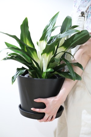 【M】オモト アケボノ/Rohdea japonica Akebono ※エコポット付き