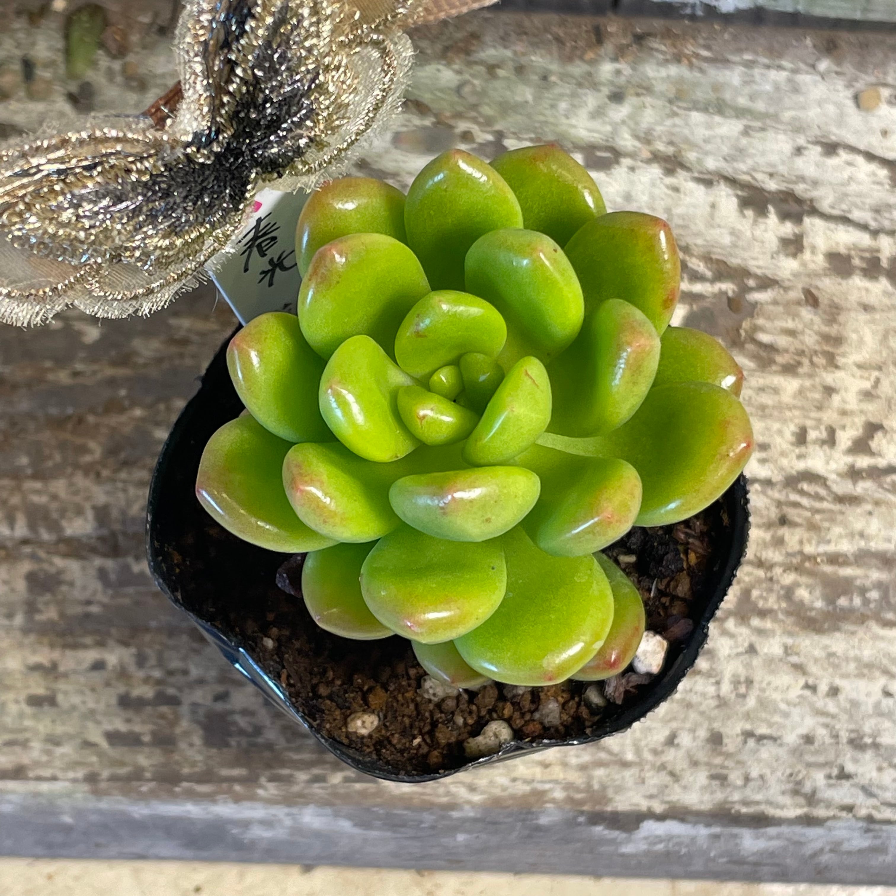 春光 | RuPo 多肉植物専門店