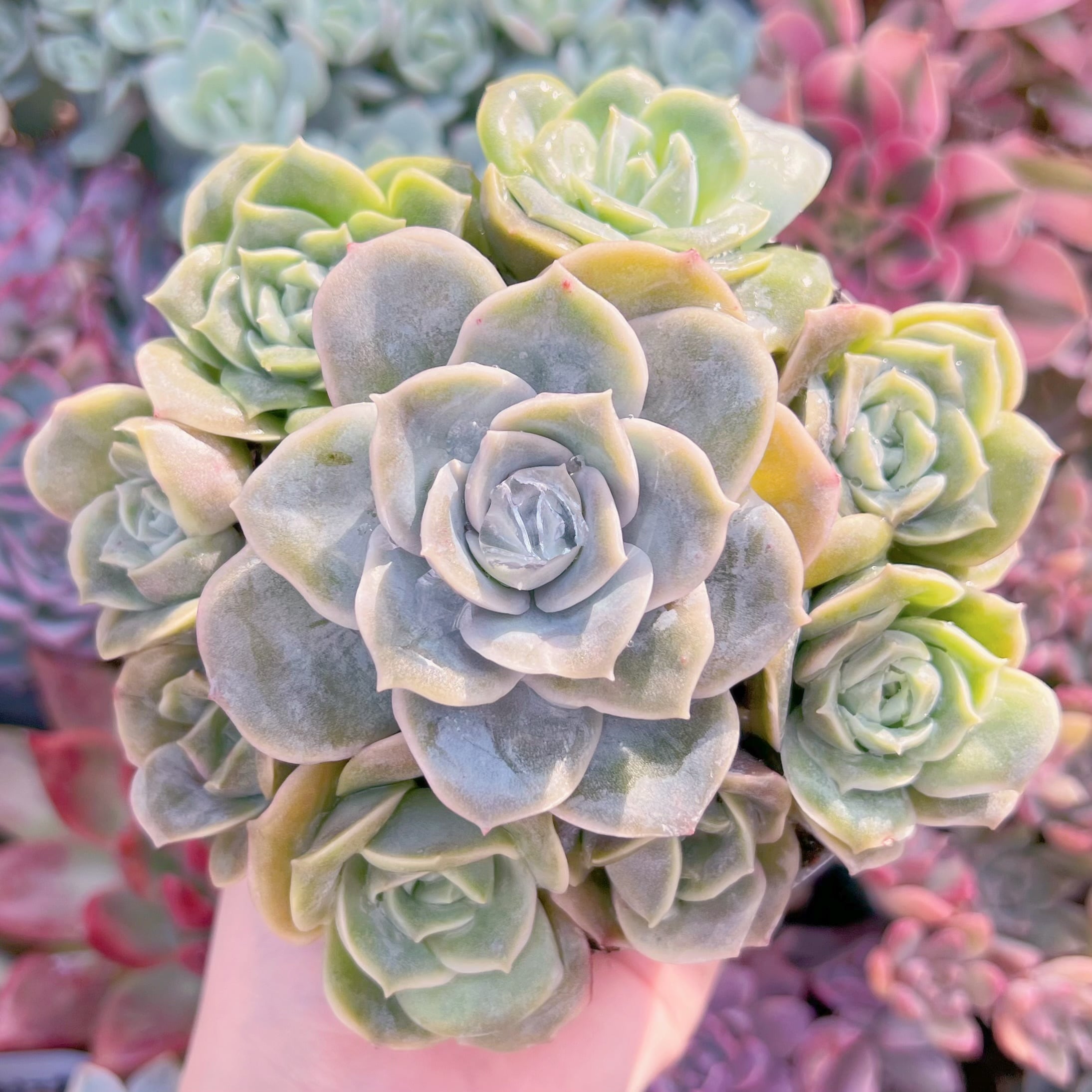 現品　ラブリーローズ#656   古株　るる農園