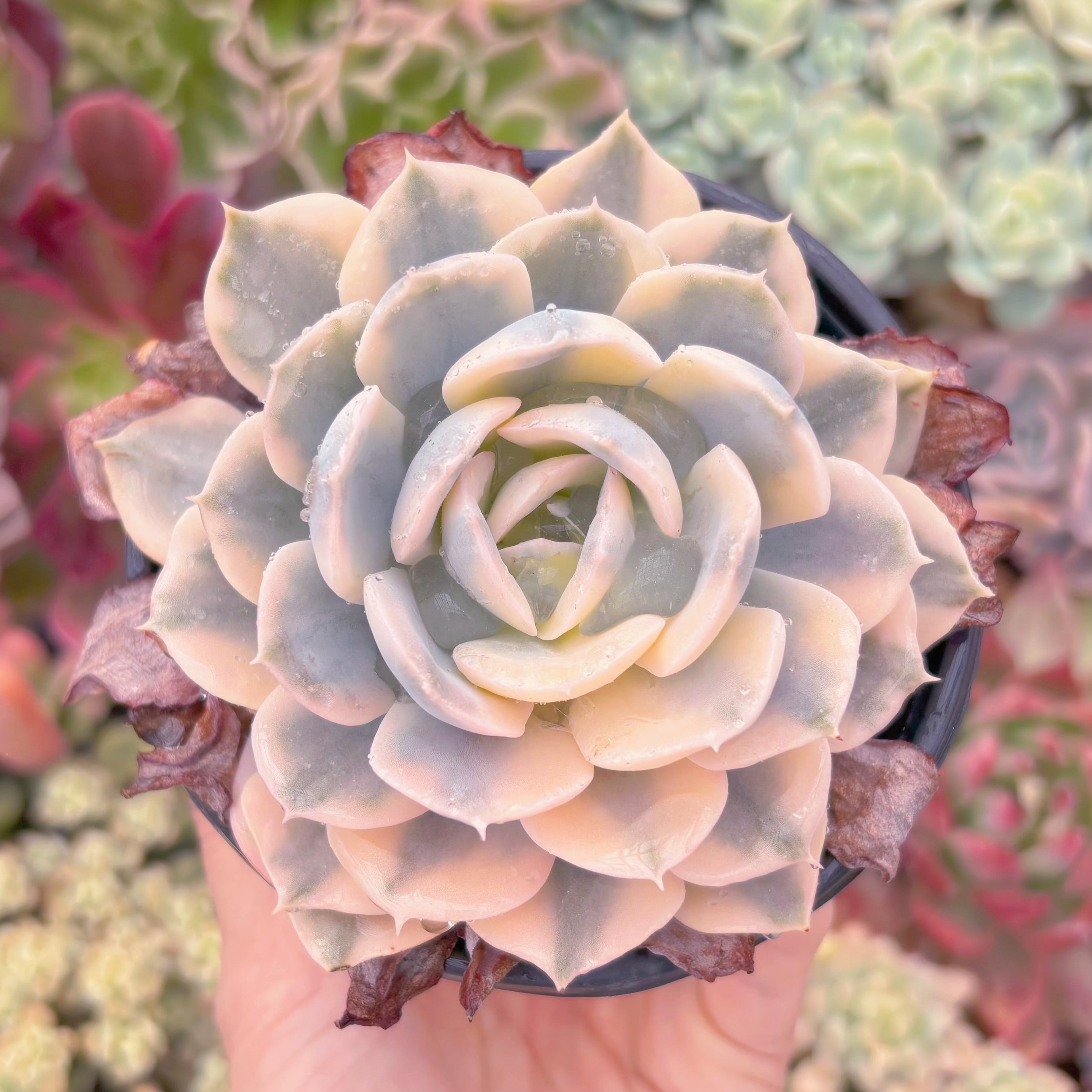 現品　ルヨンニ錦#657　群生　るる農園