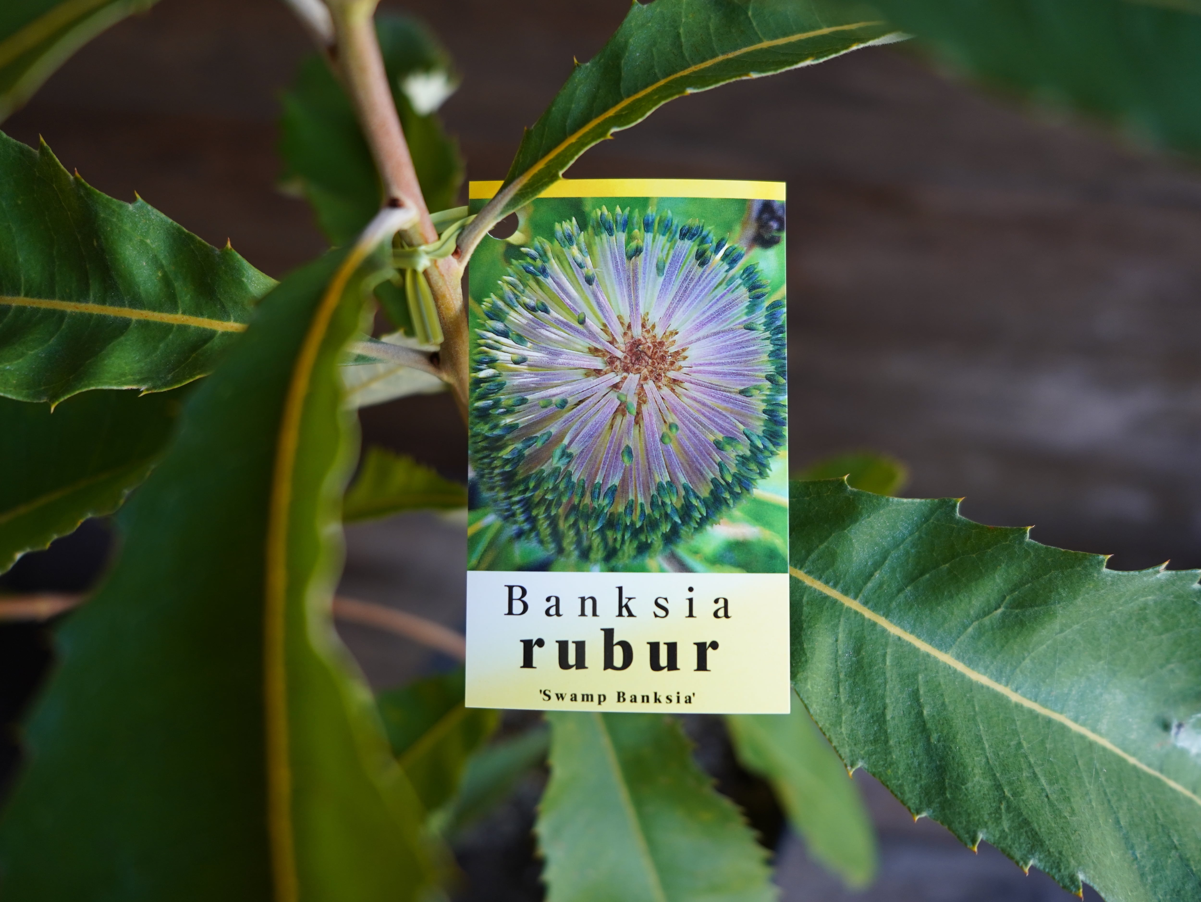 【現物】バンクシア　”ロブル”（スワンプバンクシア）　B