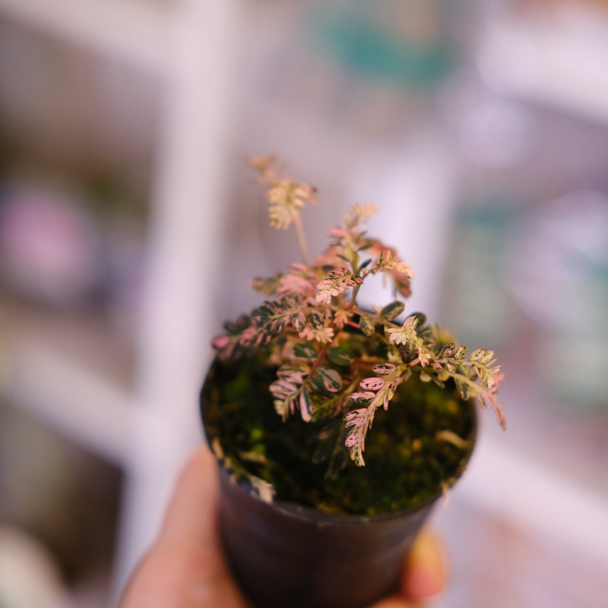 Phyllanthus urinaria 'Pink Variegated'│フィランサス・ウリナリア