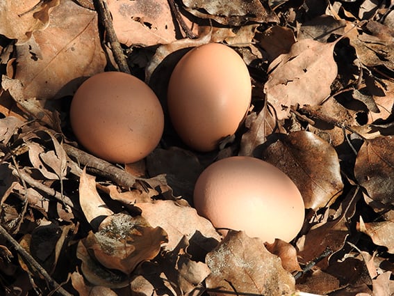 終生飼養 氷温熟成なま卵『-1℃』(マイナス イチド シー) 10玉／パック