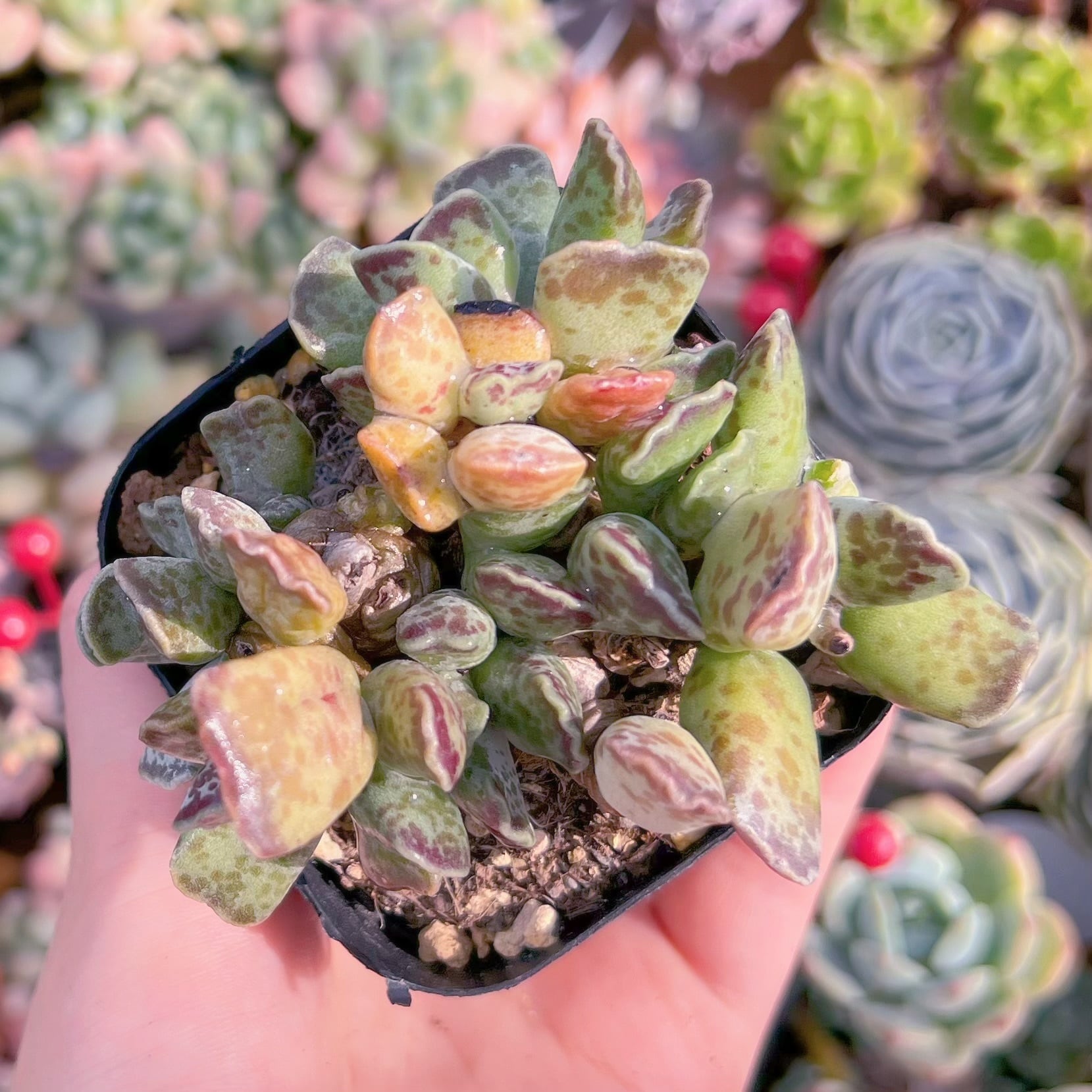 現物　アザラシ#864　るる農園