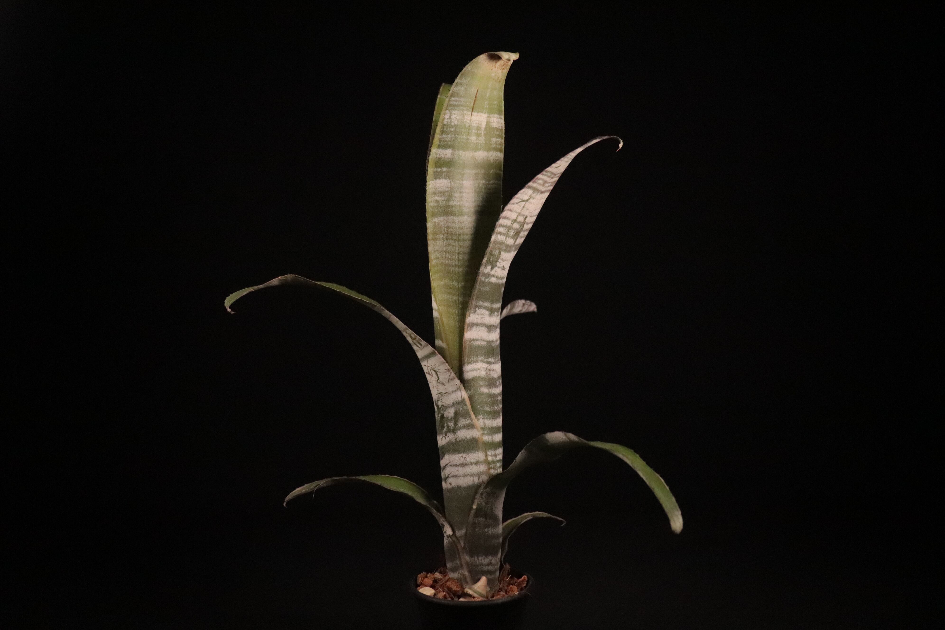 送料無料】Billbergia vittata 'Ralph Graham French'〔ビルベルギア