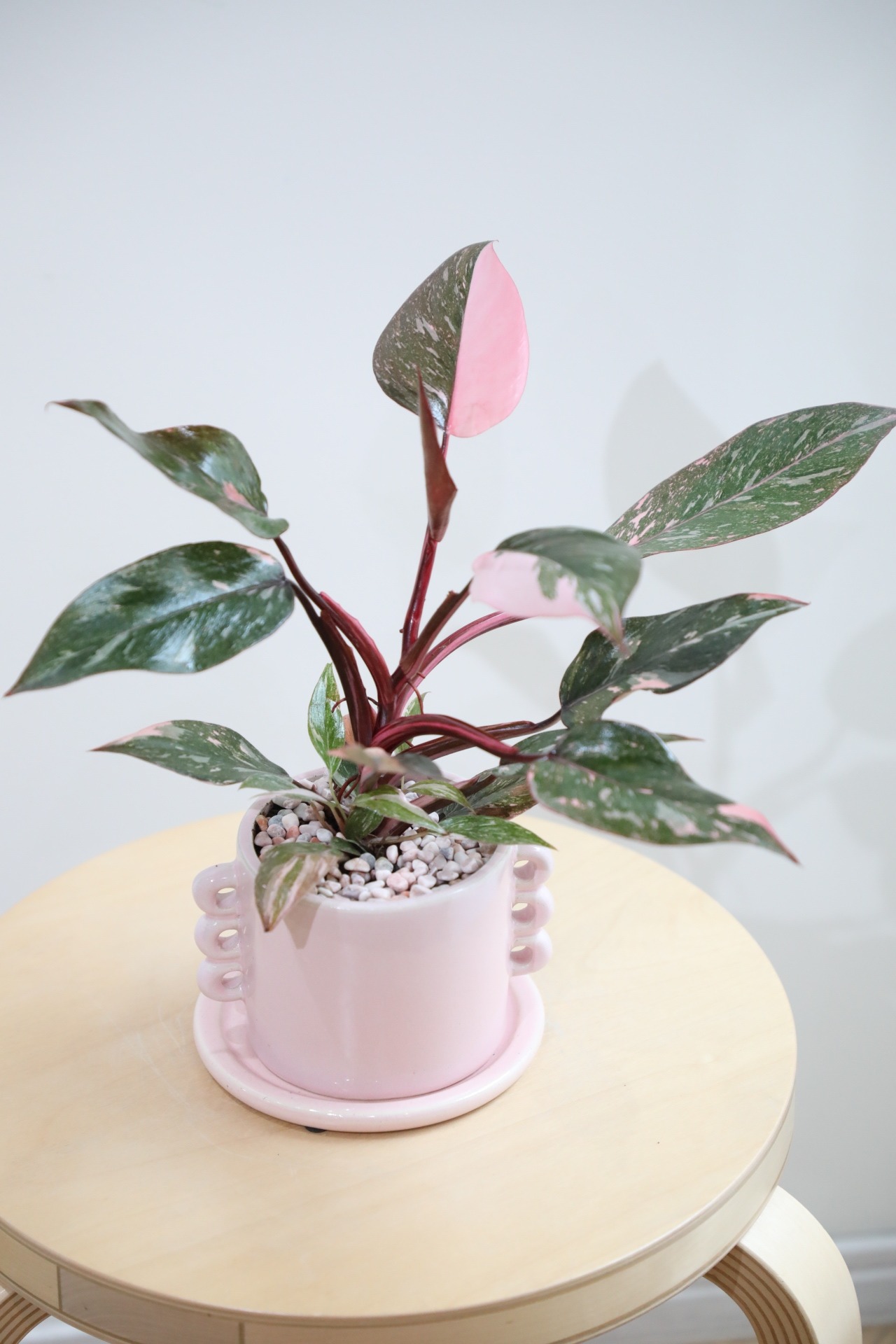 【M】フィロデンドロン ピンクプリンセス/Philodendron Pink Princess
