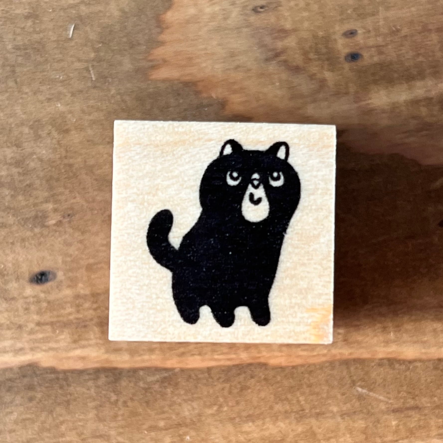 ちょっとぽっちゃり猫