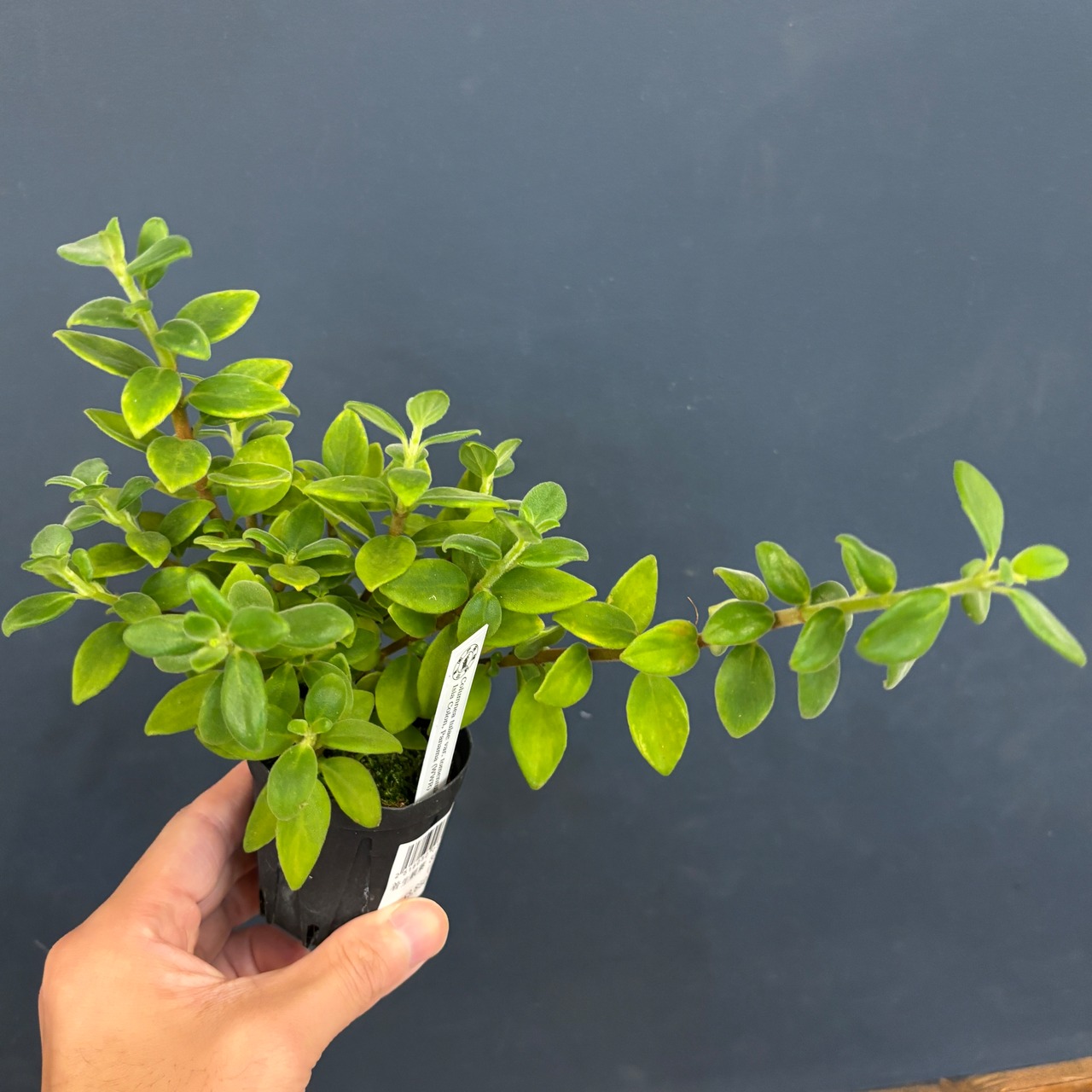 コルムネア　tulae var. tomentulosa【370】