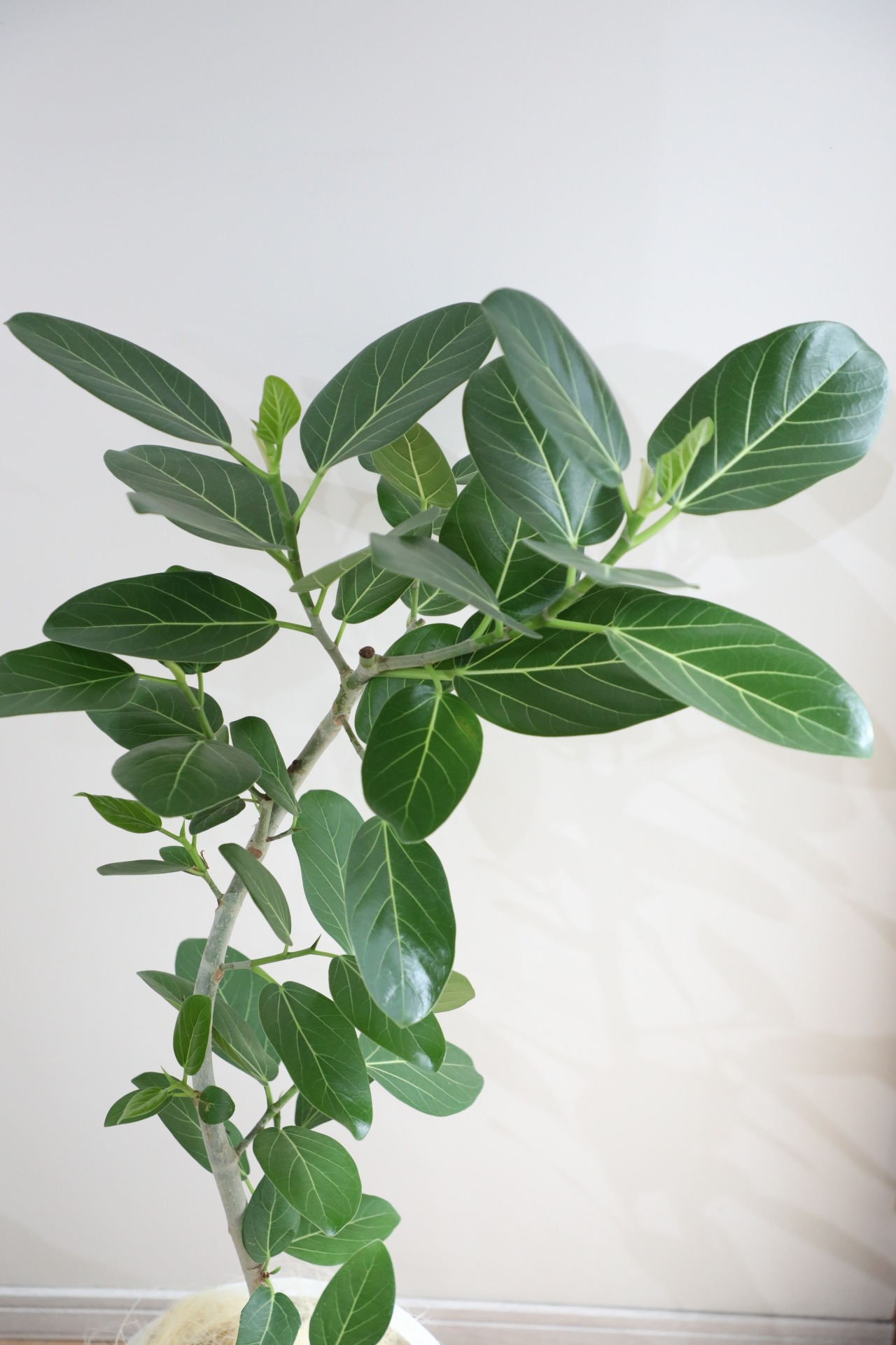 【L/120cm】フィカス ベンガレンシス/Ficus benghalensis
