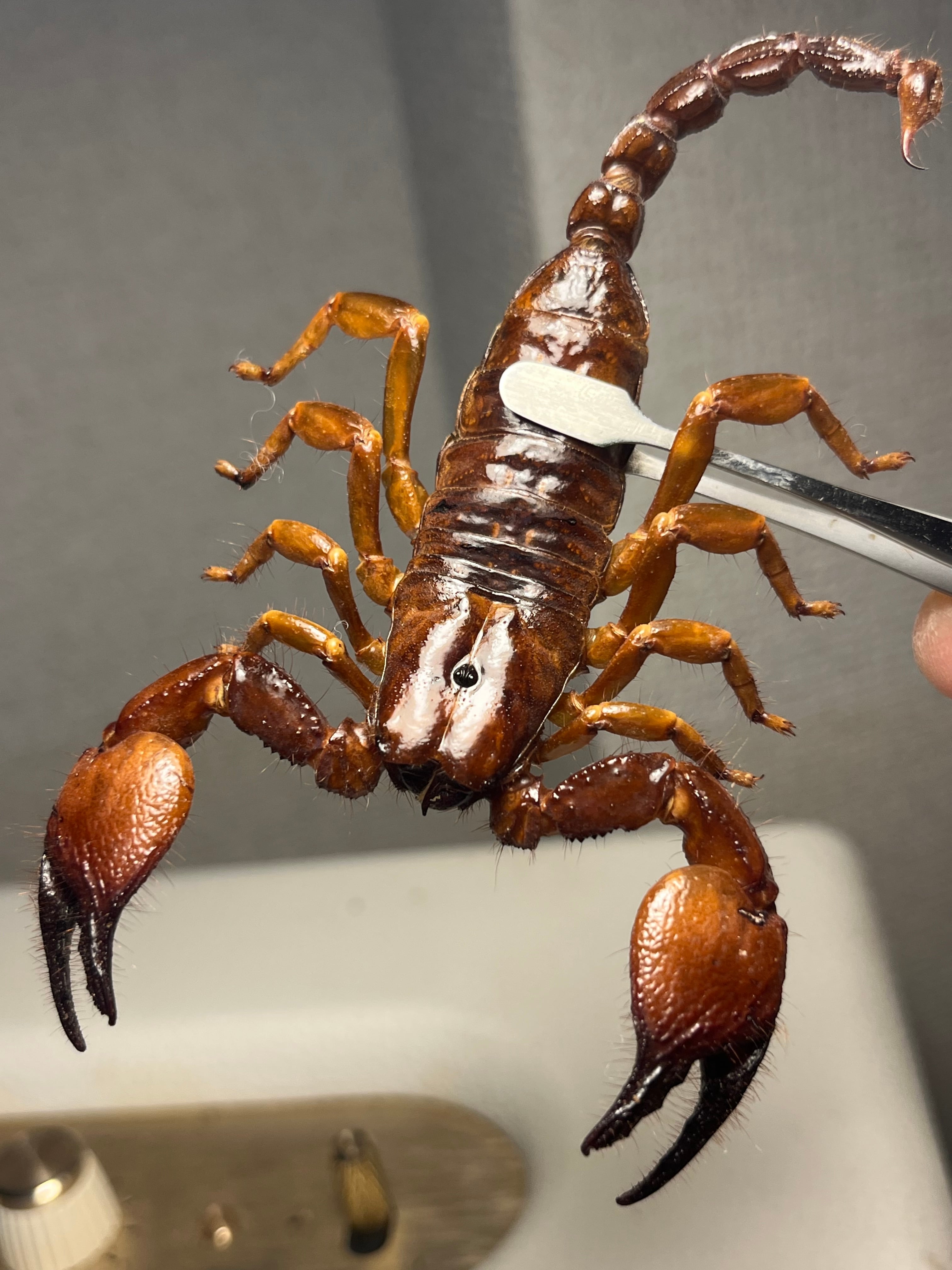 Pandininae | オモニキチュウ