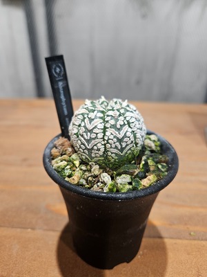 Astrophytum asterias Vtype 【artPLANTs/PLANTS GARAGE 】 アストロフィツム スーパー兜