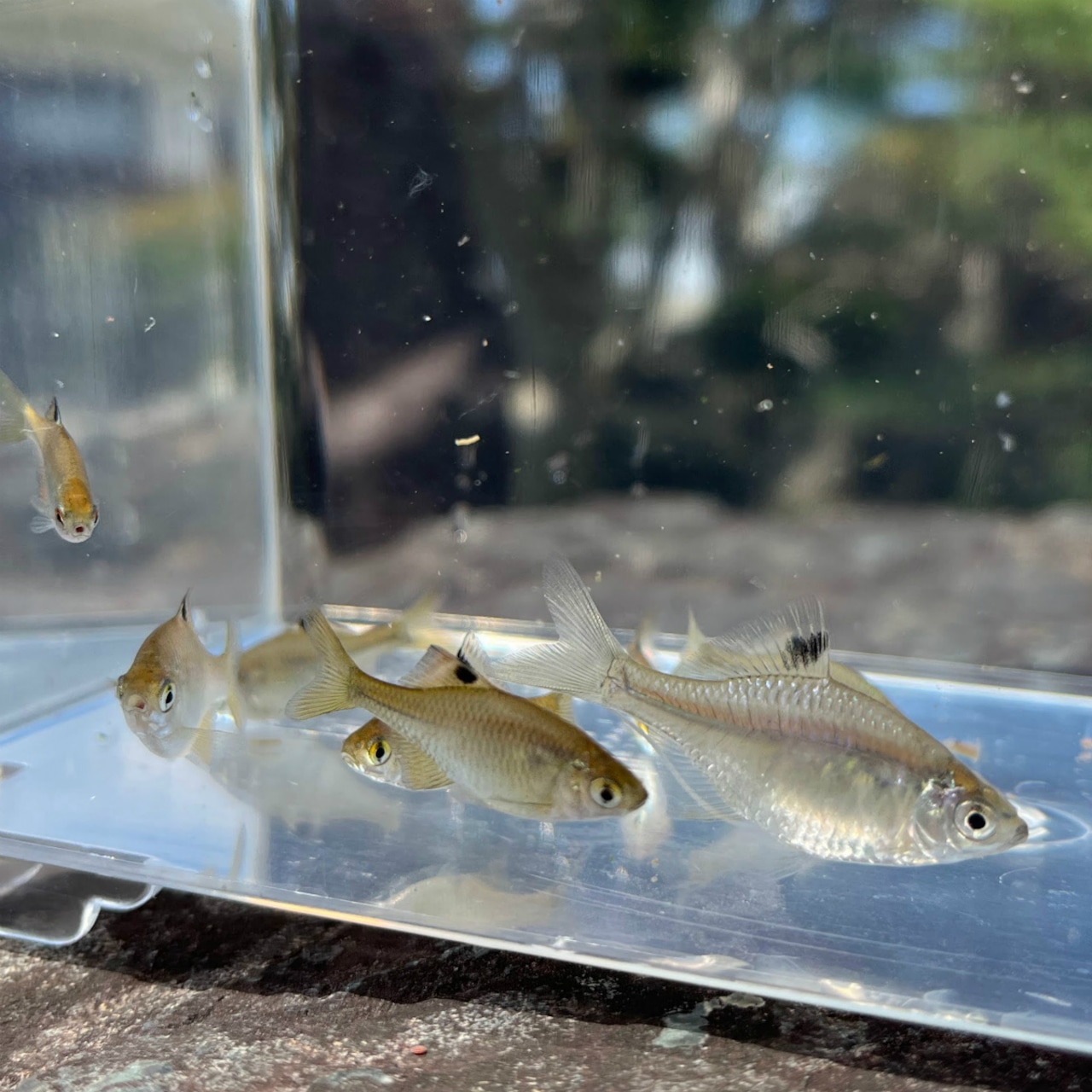 (淡水魚)タイリクバラタナゴ M(2〜4cm±)(オス3匹)【生体】