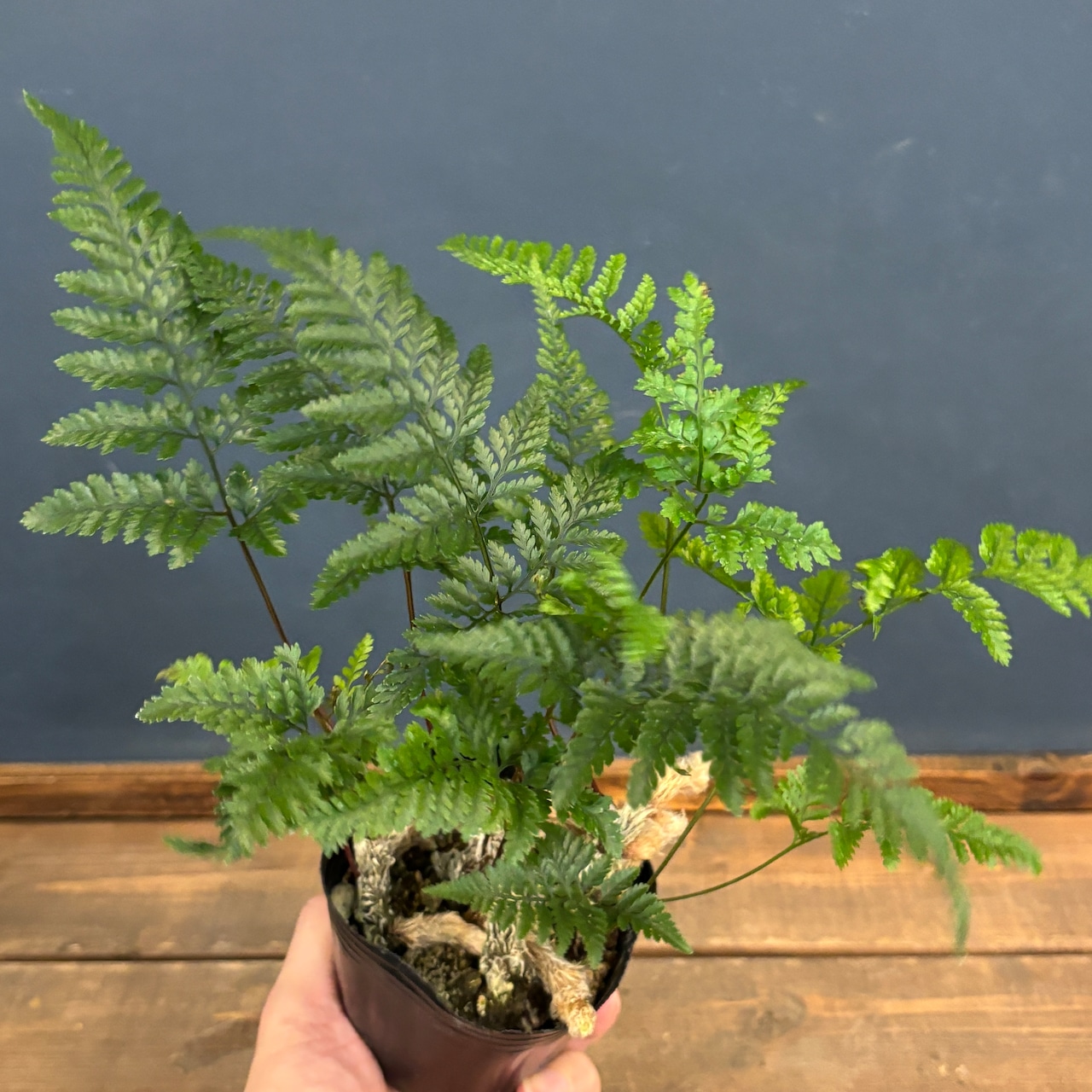 トキワシノブ【1024】