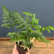 トキワシノブ【1024】