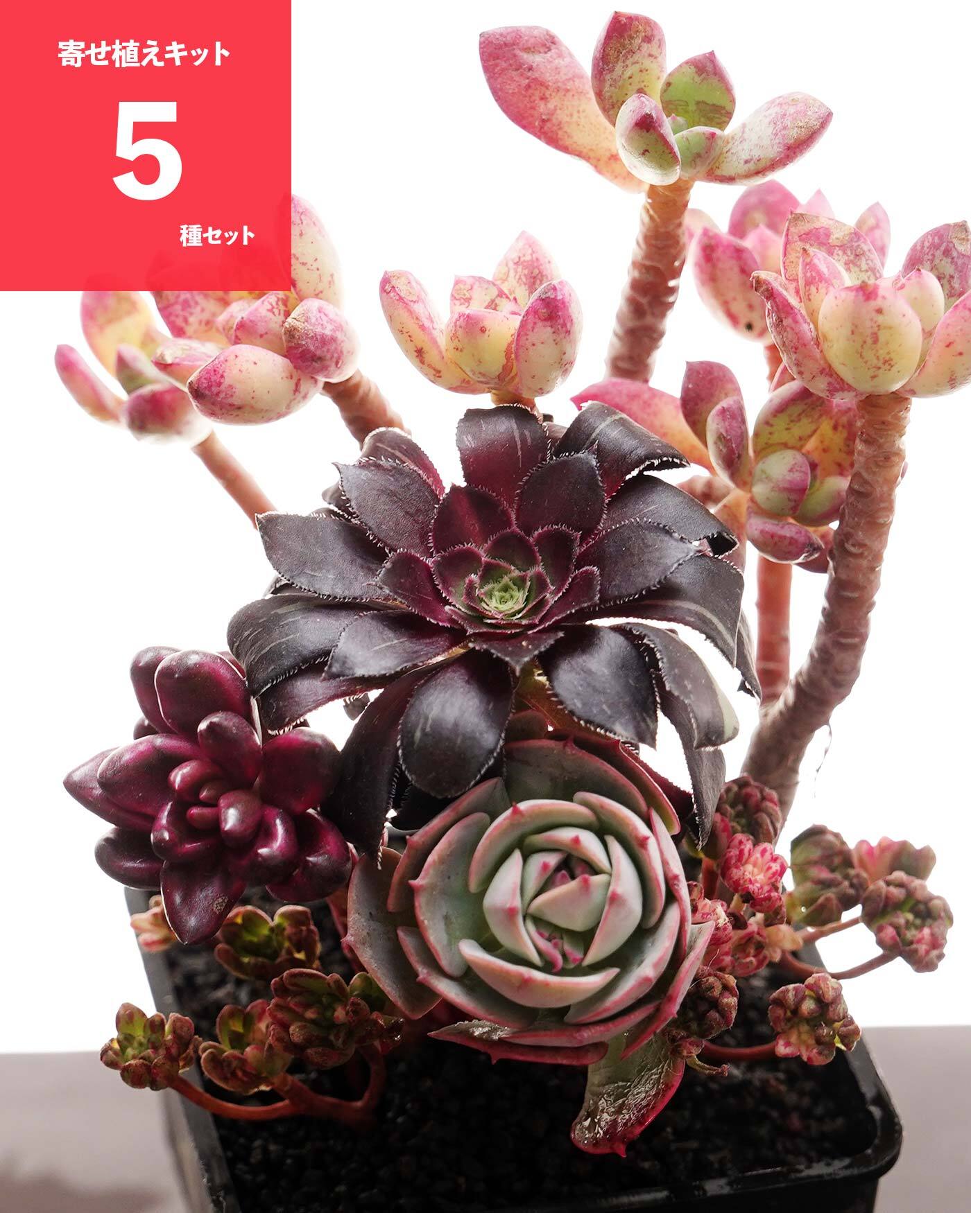 抜き苗 アエオニウム 魅金ローズ錦 Aeonium 'Charm Golden Rose