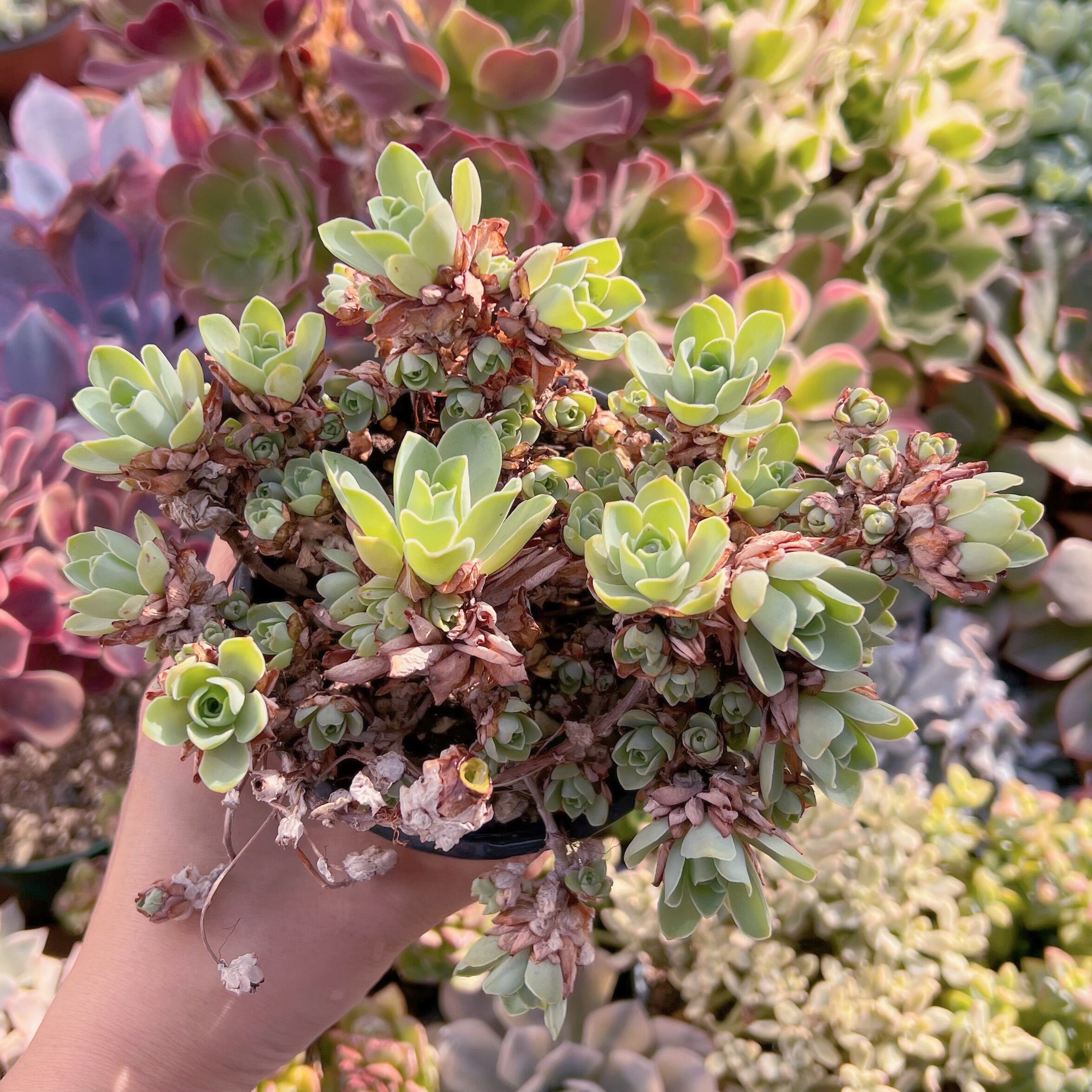 現品　ドドランタリス#598    古株　るる農園