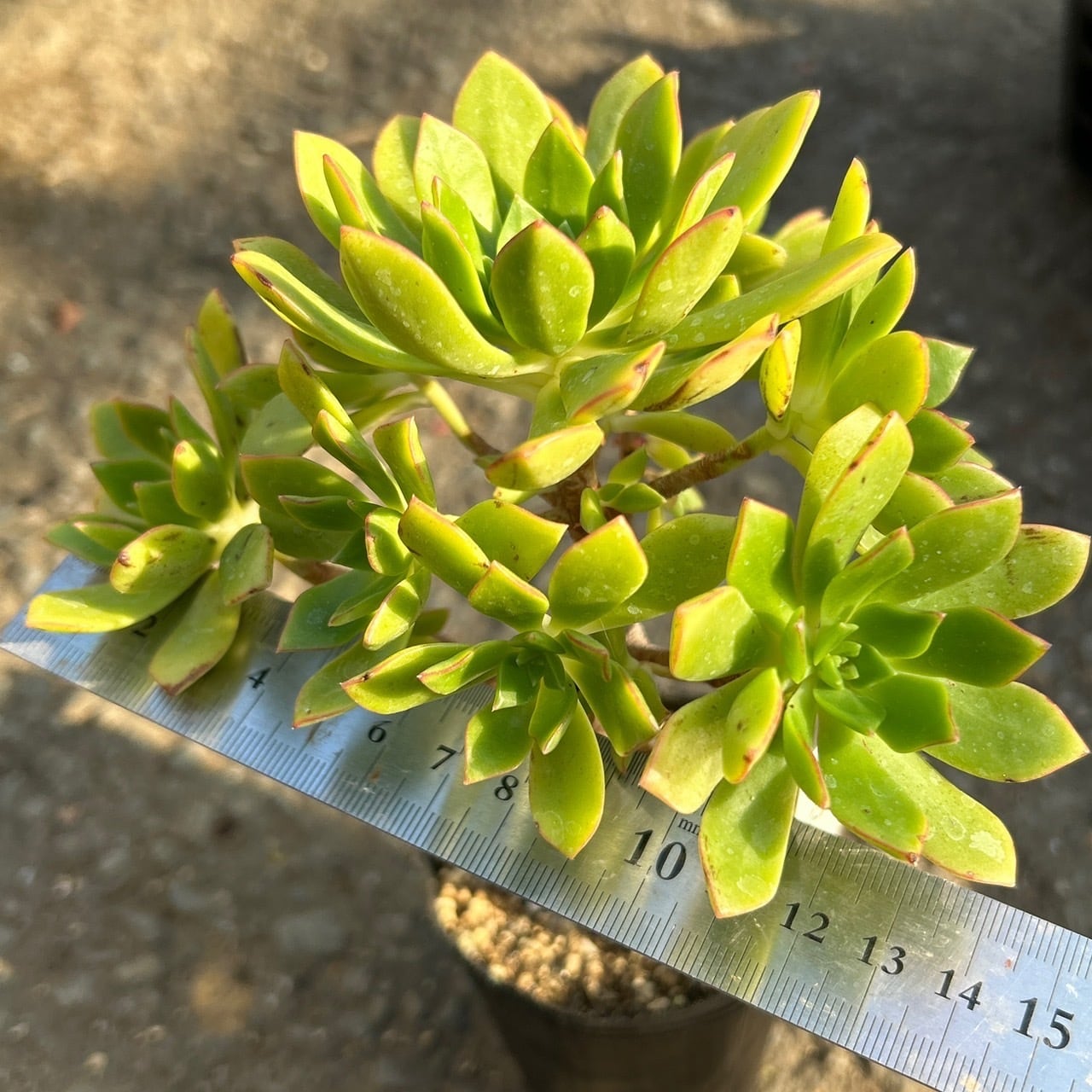 パフ アエオニウム | RuPo 多肉植物専門店