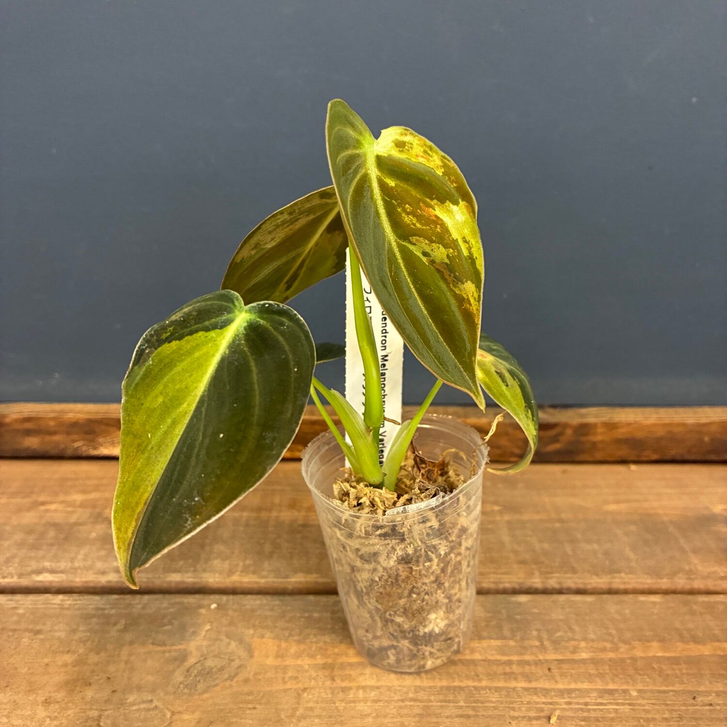 JN】フィロデンドロン メラノクリサム 斑入り【848】 | PROTOLEAF