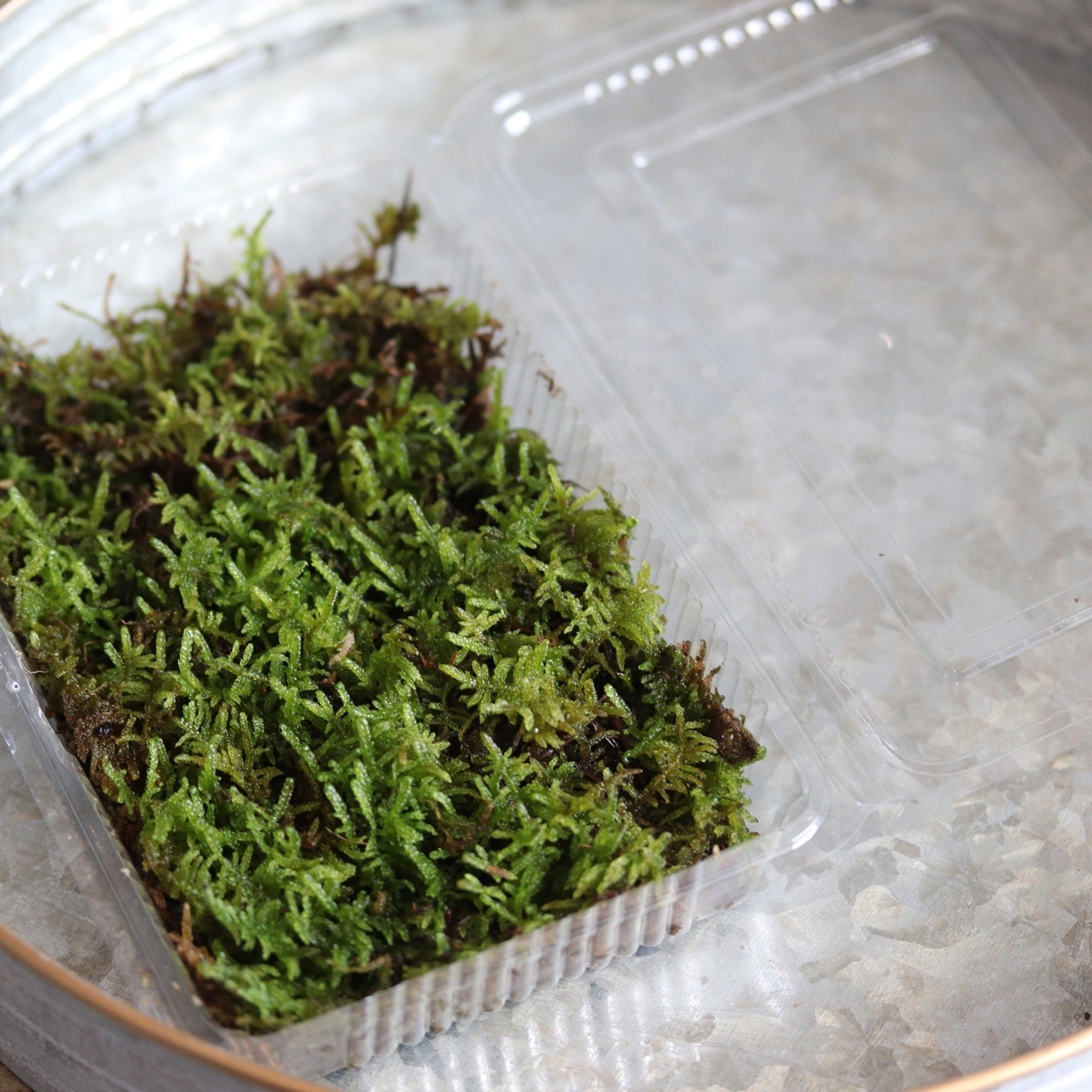 ハイゴケ　パック入り　球根アレンジにオススメ　寄せ植えの足元　苔玉　コケテラリューム　シャビースタイル