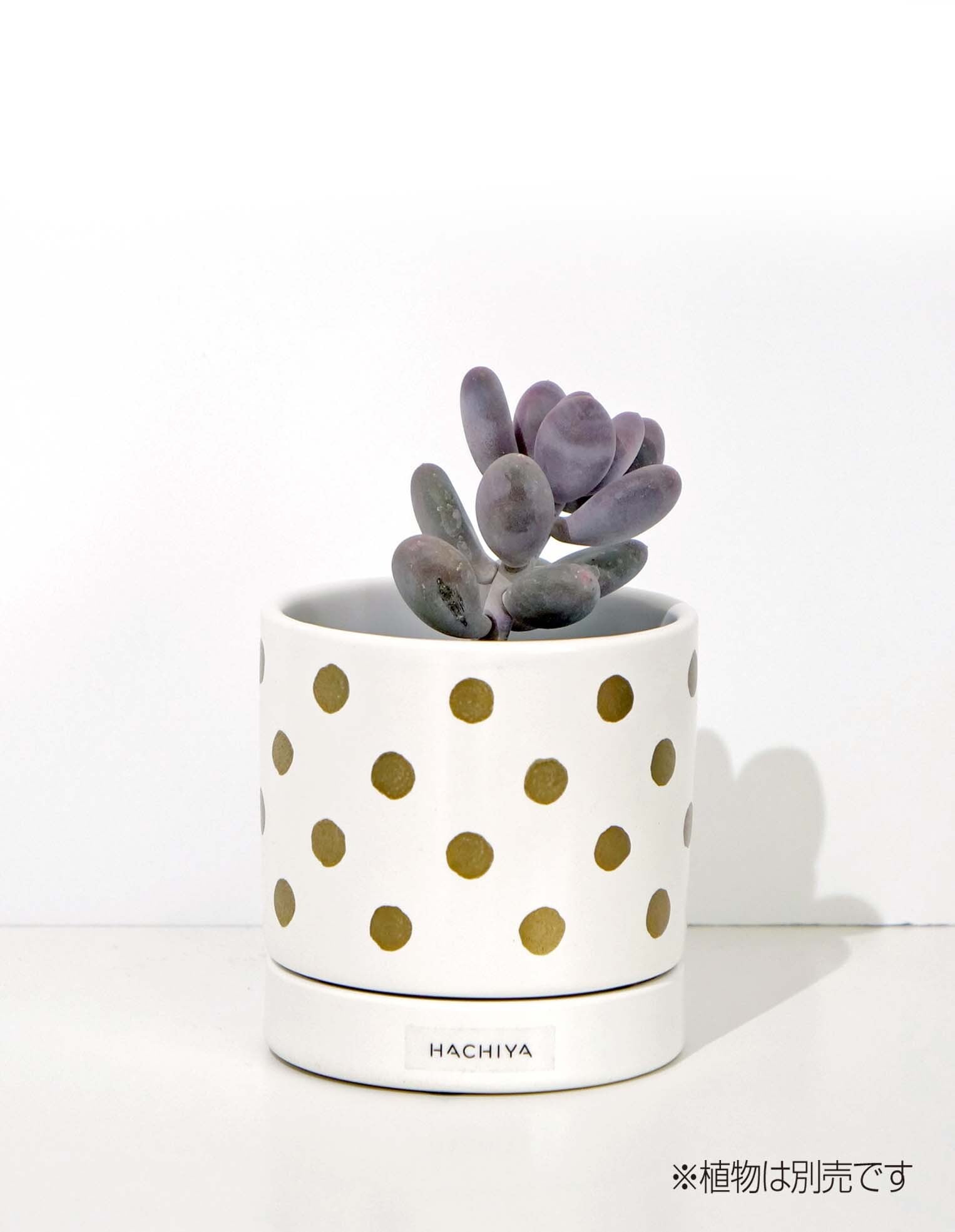 陶器鉢＞Dot gold Sサイズ | HACHIYA -Green's closet-
