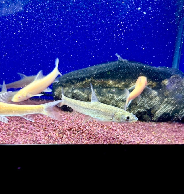 ルシオバルブス